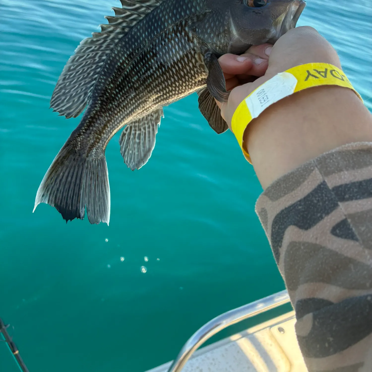 The most recent Black sea bass catches on Fishbrain
