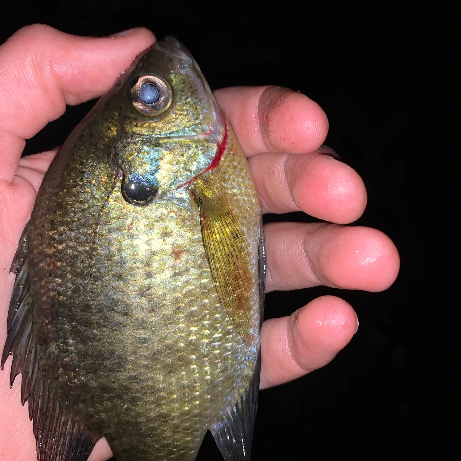 Bluegill caught on Fishbrain
