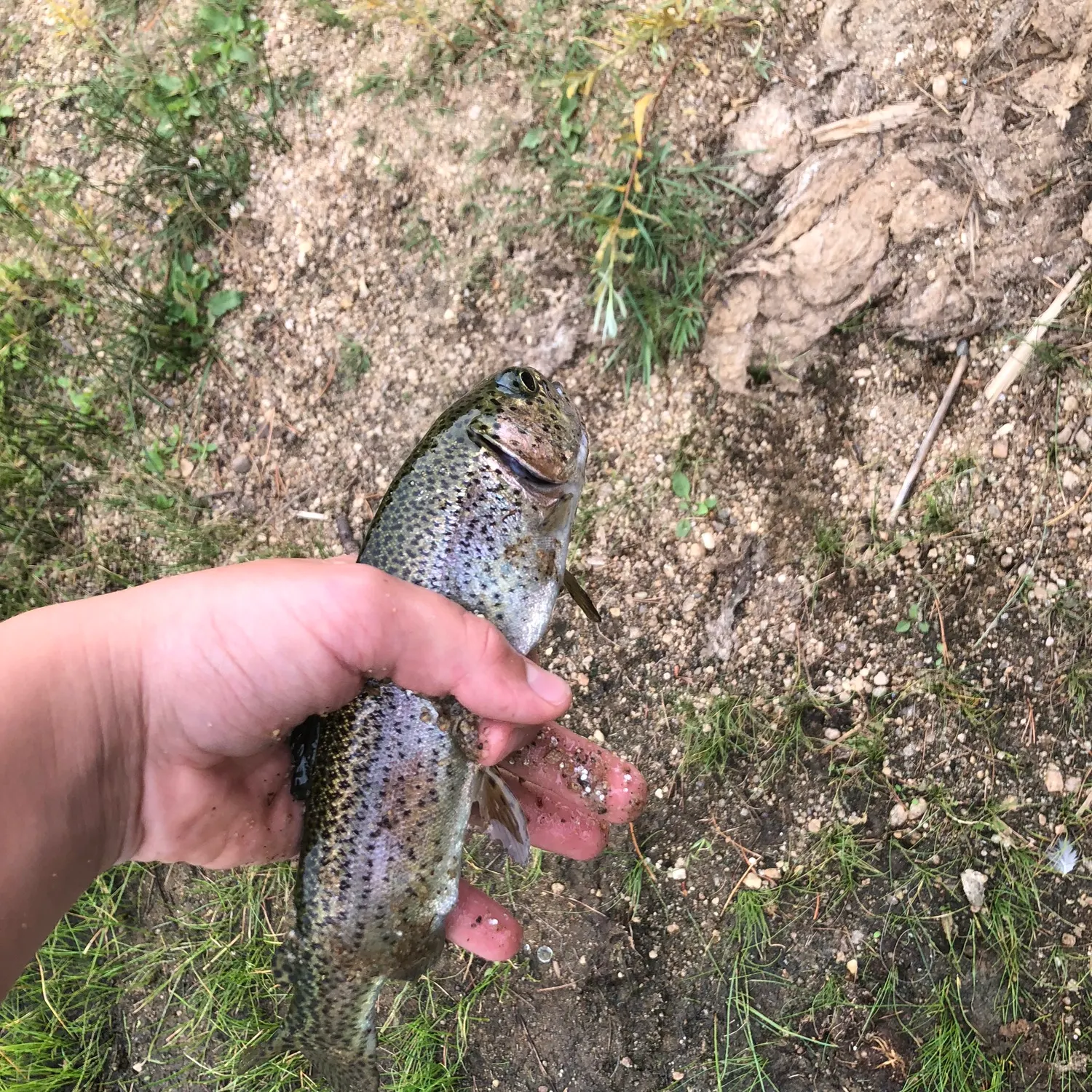 Rainbow trout caught on Fishbrain