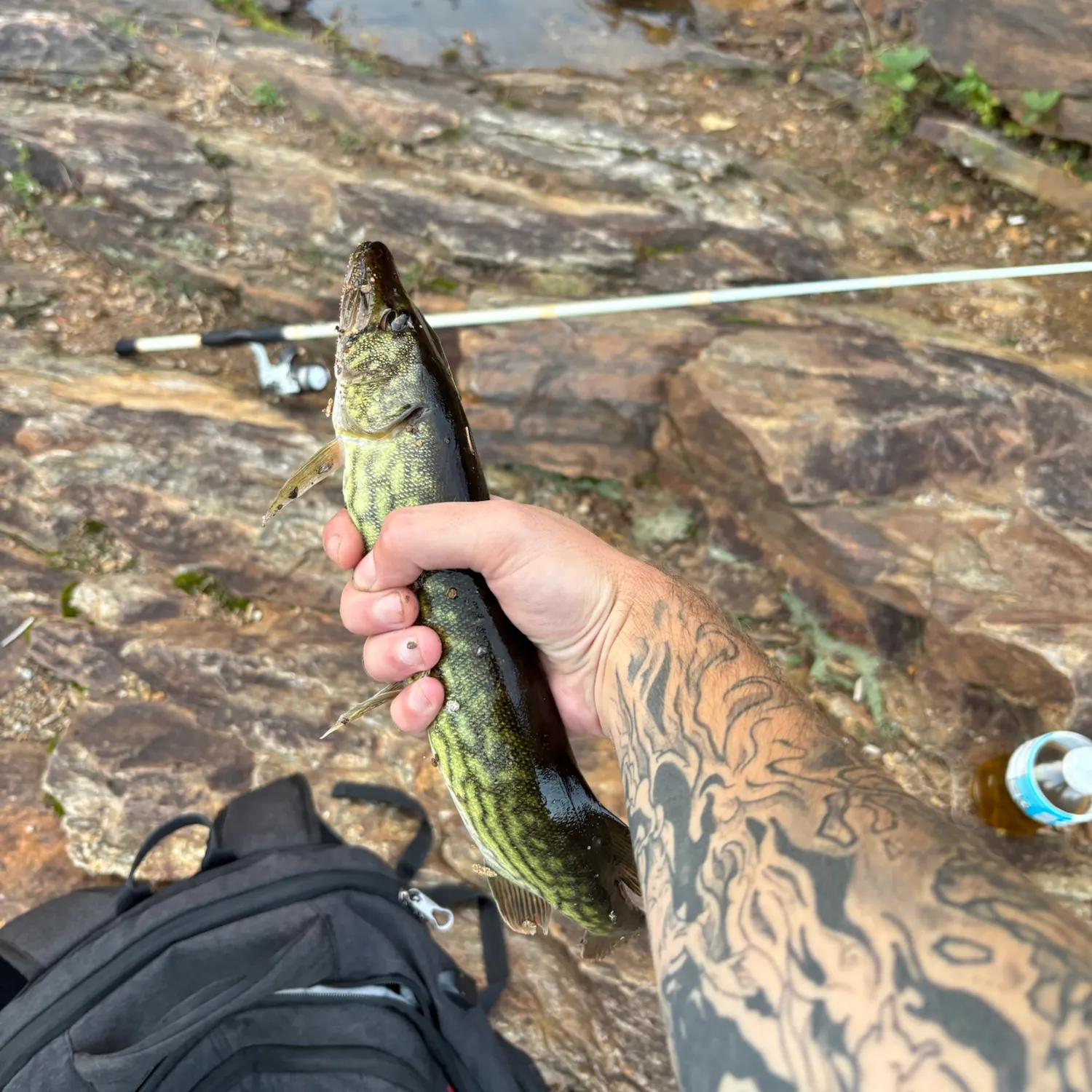 Chain pickerel caught on Fishbrain