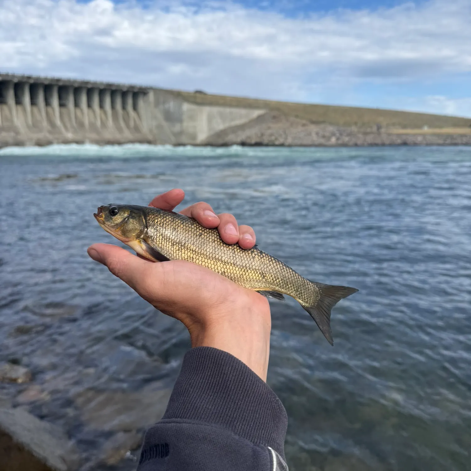 The most recent Utah chub catches on Fishbrain