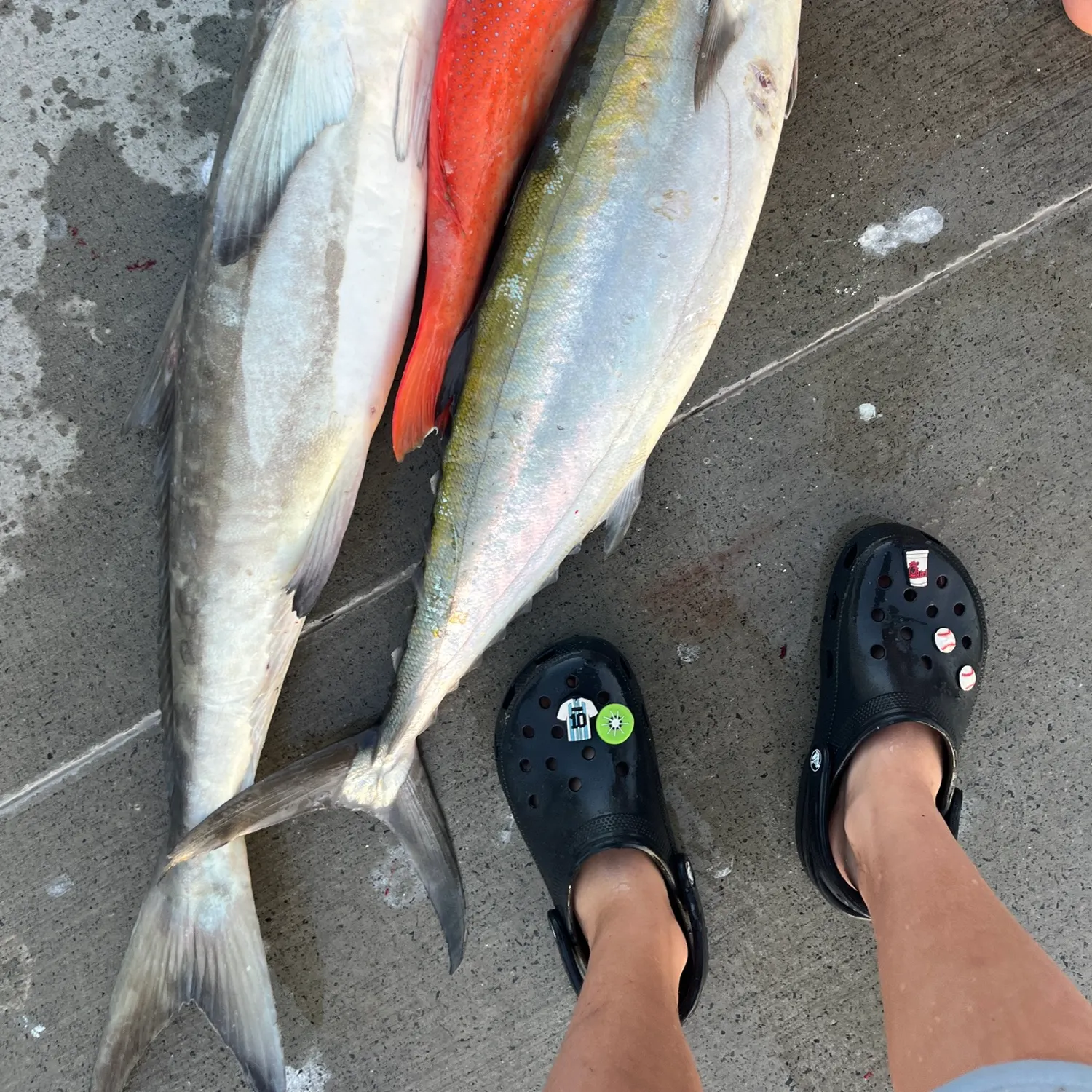 The most recent Narrow-barred Spanish mackerel catches on Fishbrain