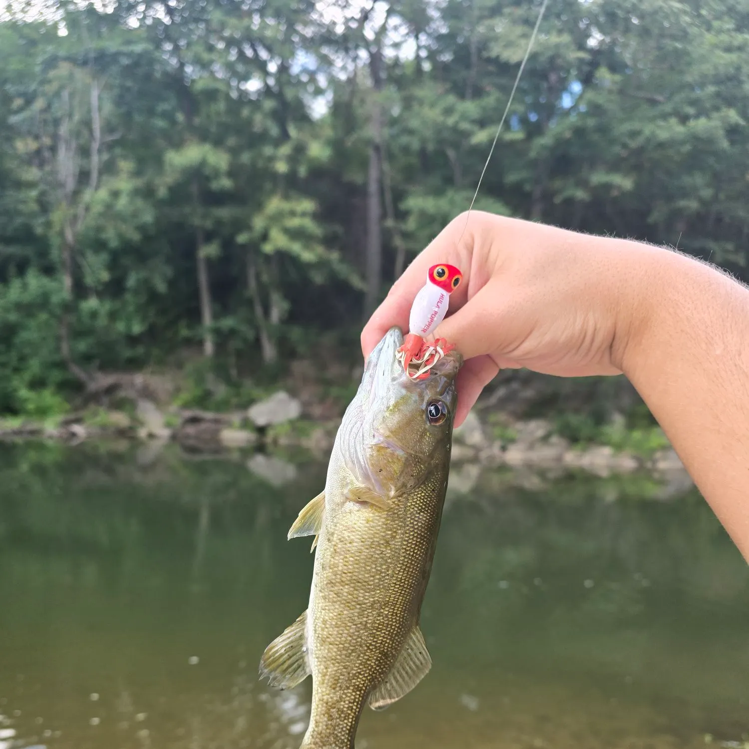 Smallmouth bass caught on Fishbrain