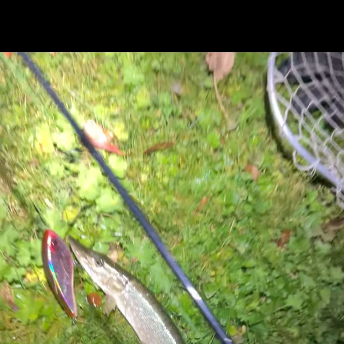 Northern pike caught on Fishbrain