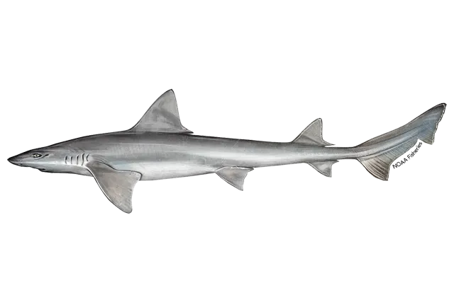 Narrownose smooth-hound