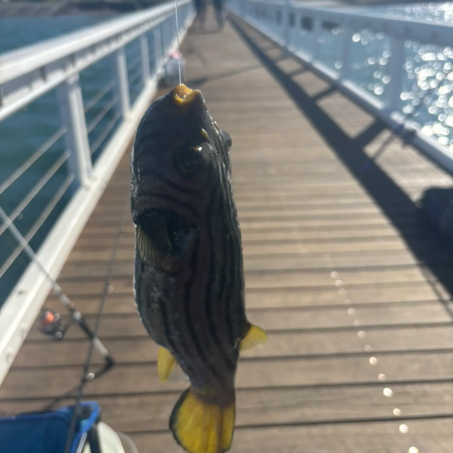The most recent Half-smooth golden pufferfish catches on Fishbrain