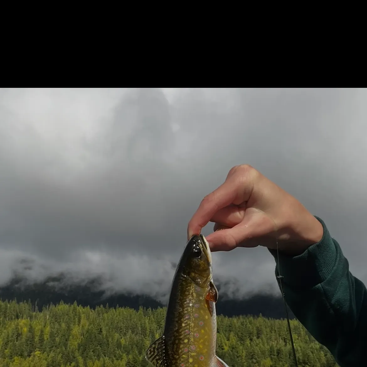 Brook trout caught on Fishbrain