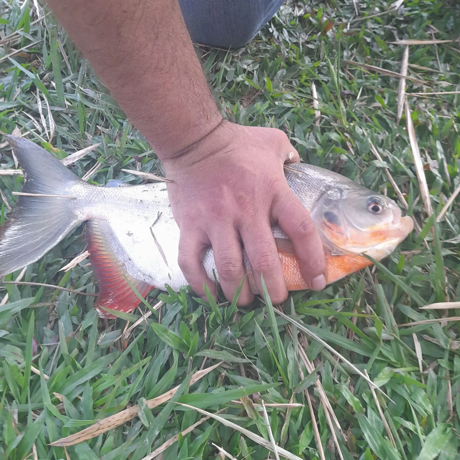 The most recent Black pacu catches on Fishbrain