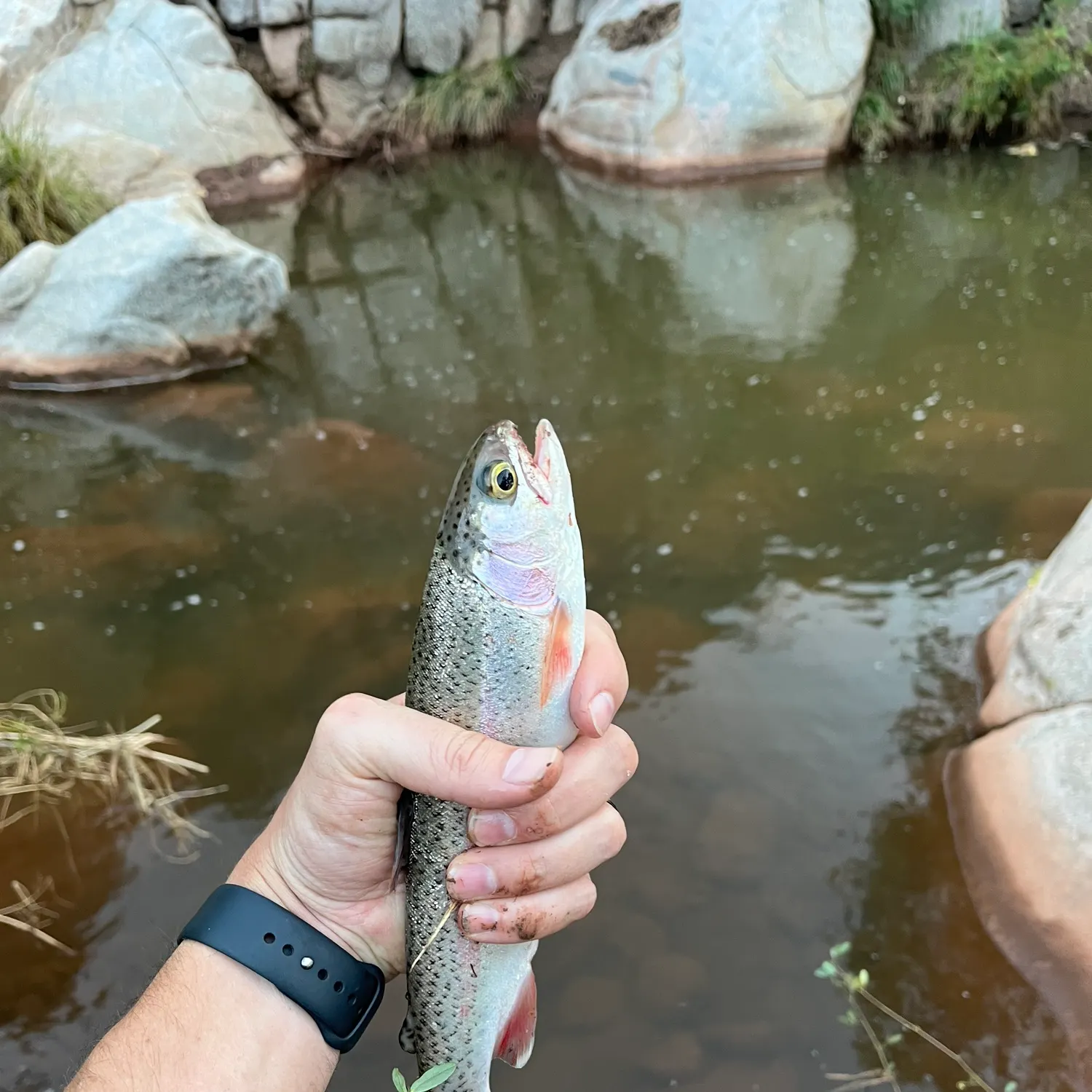 Rainbow trout caught on Fishbrain