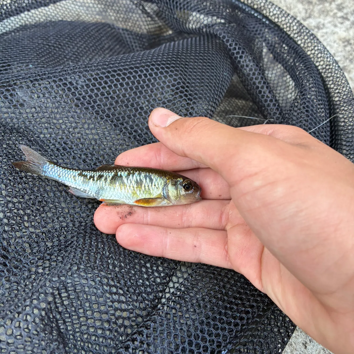 The most recent Common shiner catches on Fishbrain