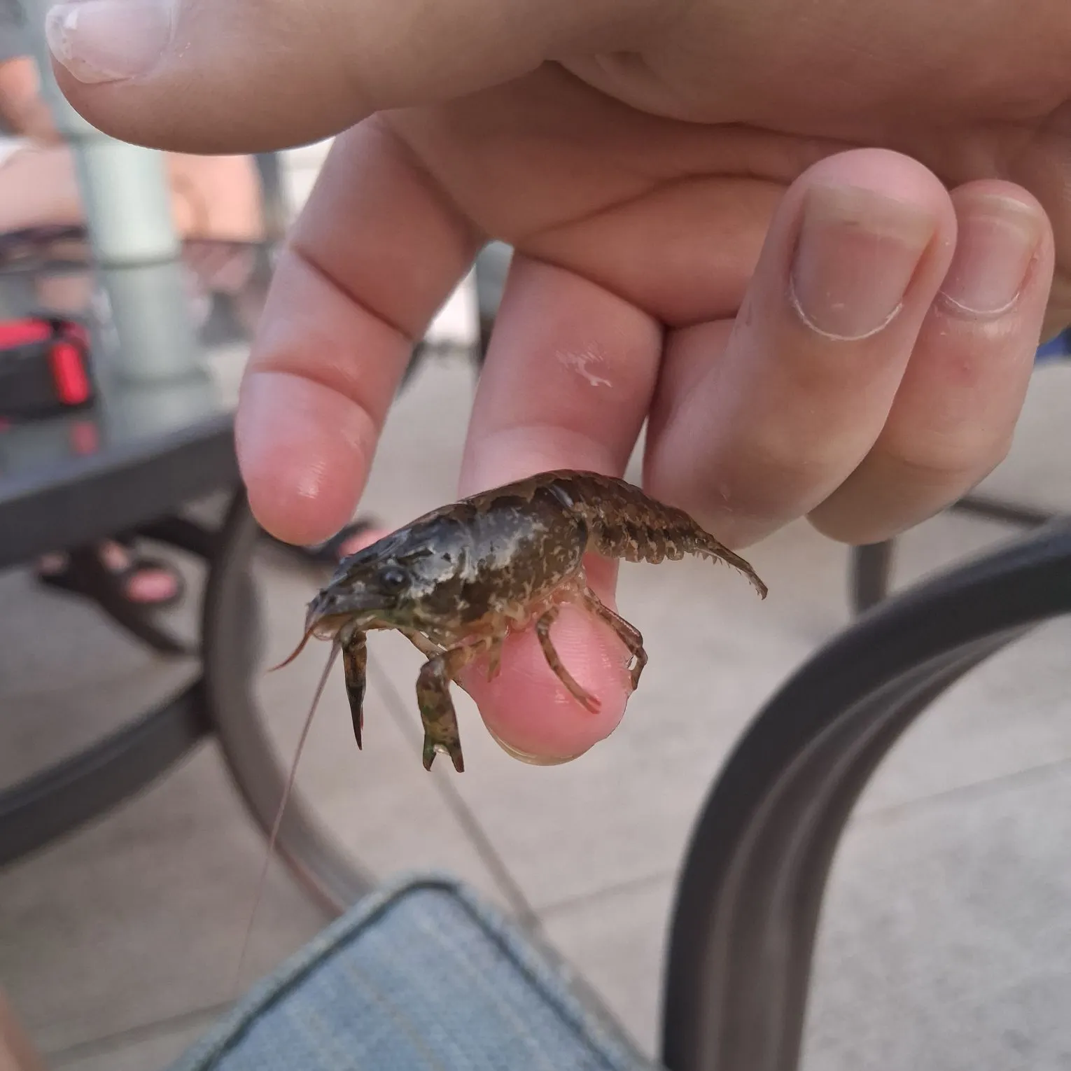 The most recent Northern clearwater crayfish catches on Fishbrain