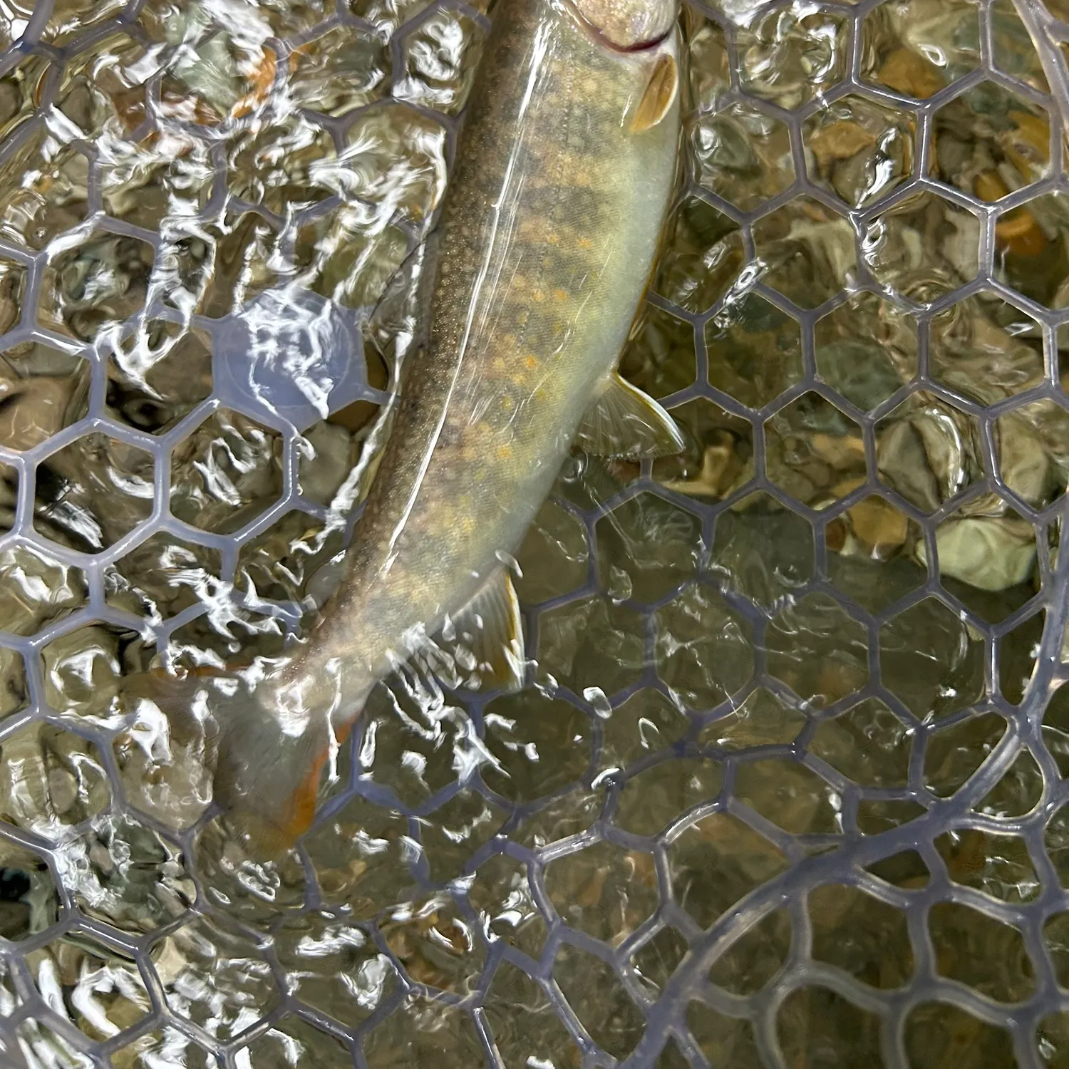 The most recent Japanese pluvius char catches on Fishbrain