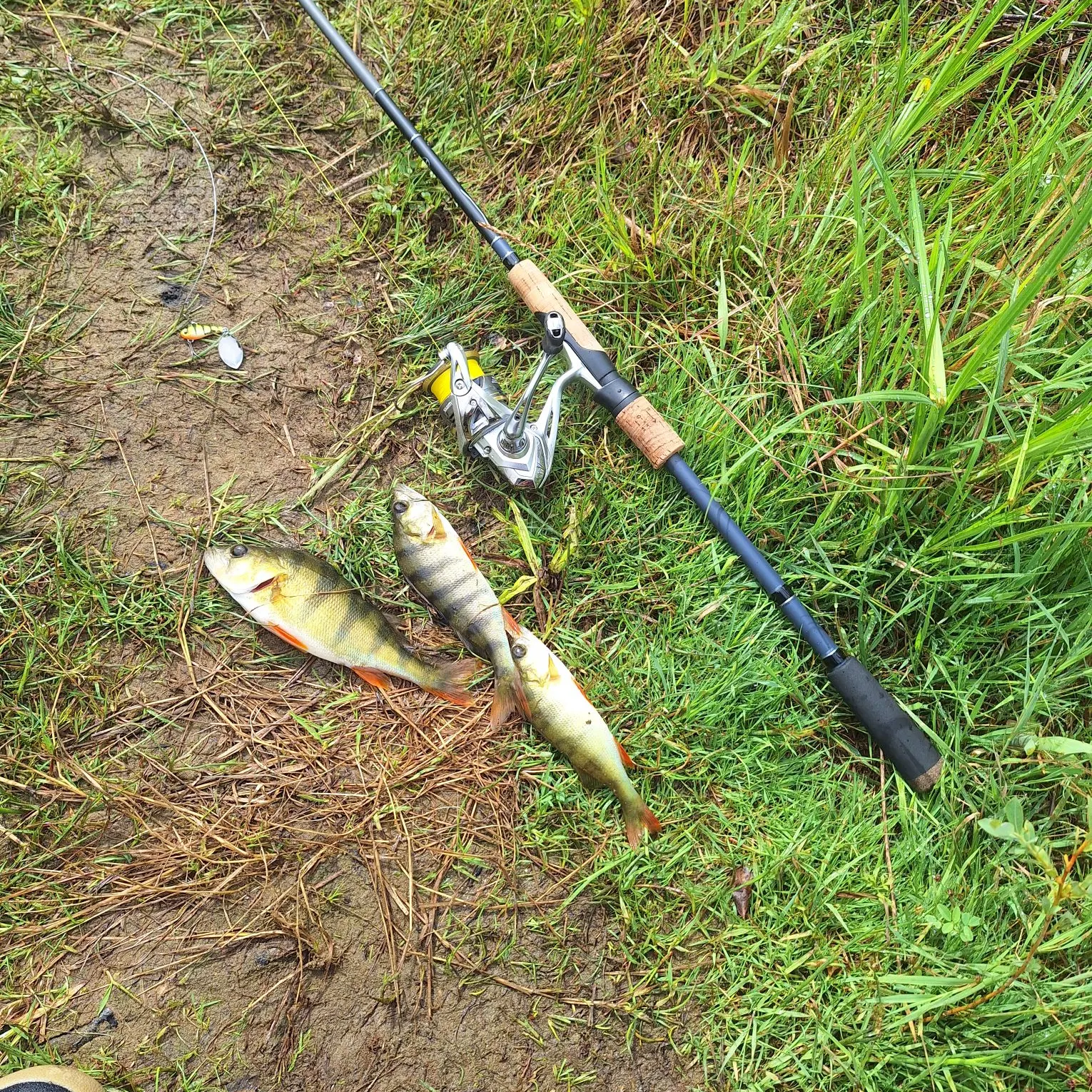 European perch caught on Fishbrain