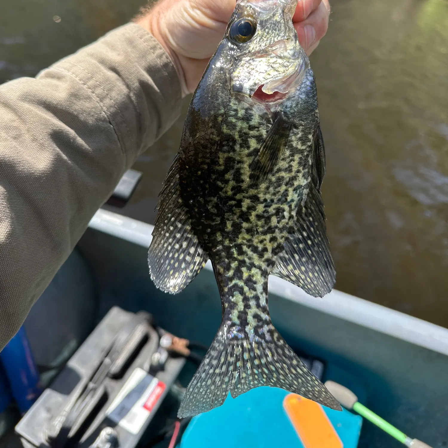 The most recent Black crappie catches on Fishbrain