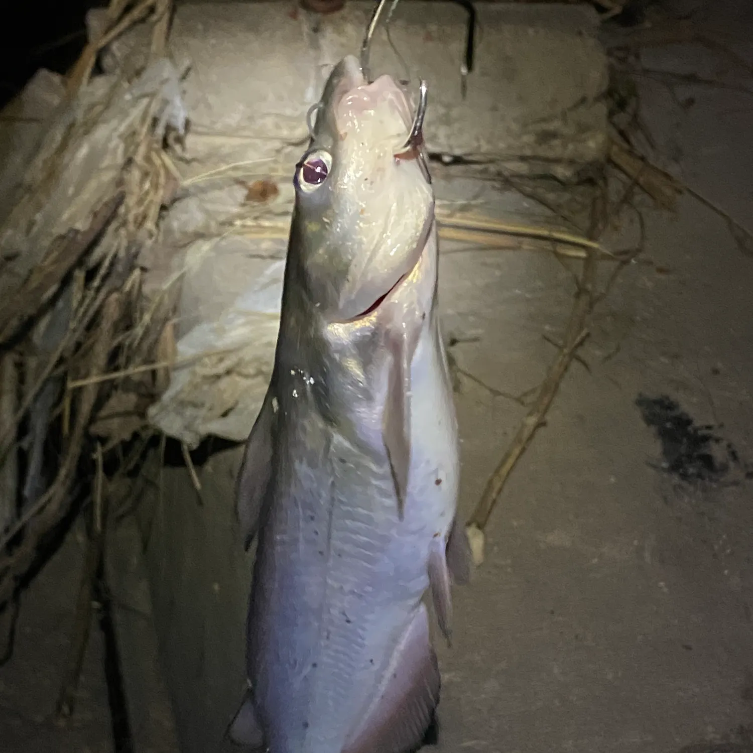 Channel catfish caught on Fishbrain