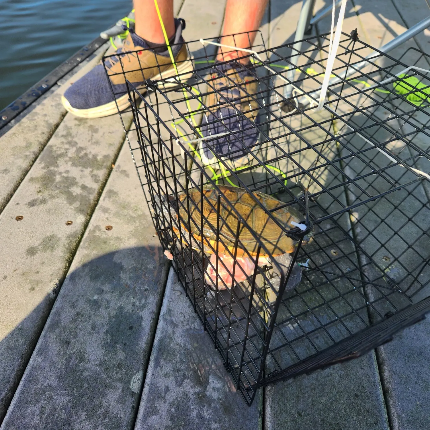 The most recent River cooter turtle catches on Fishbrain
