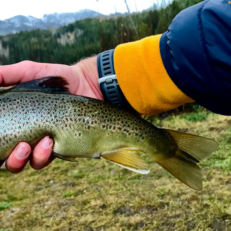 The most recent Brown trout catches on Fishbrain
