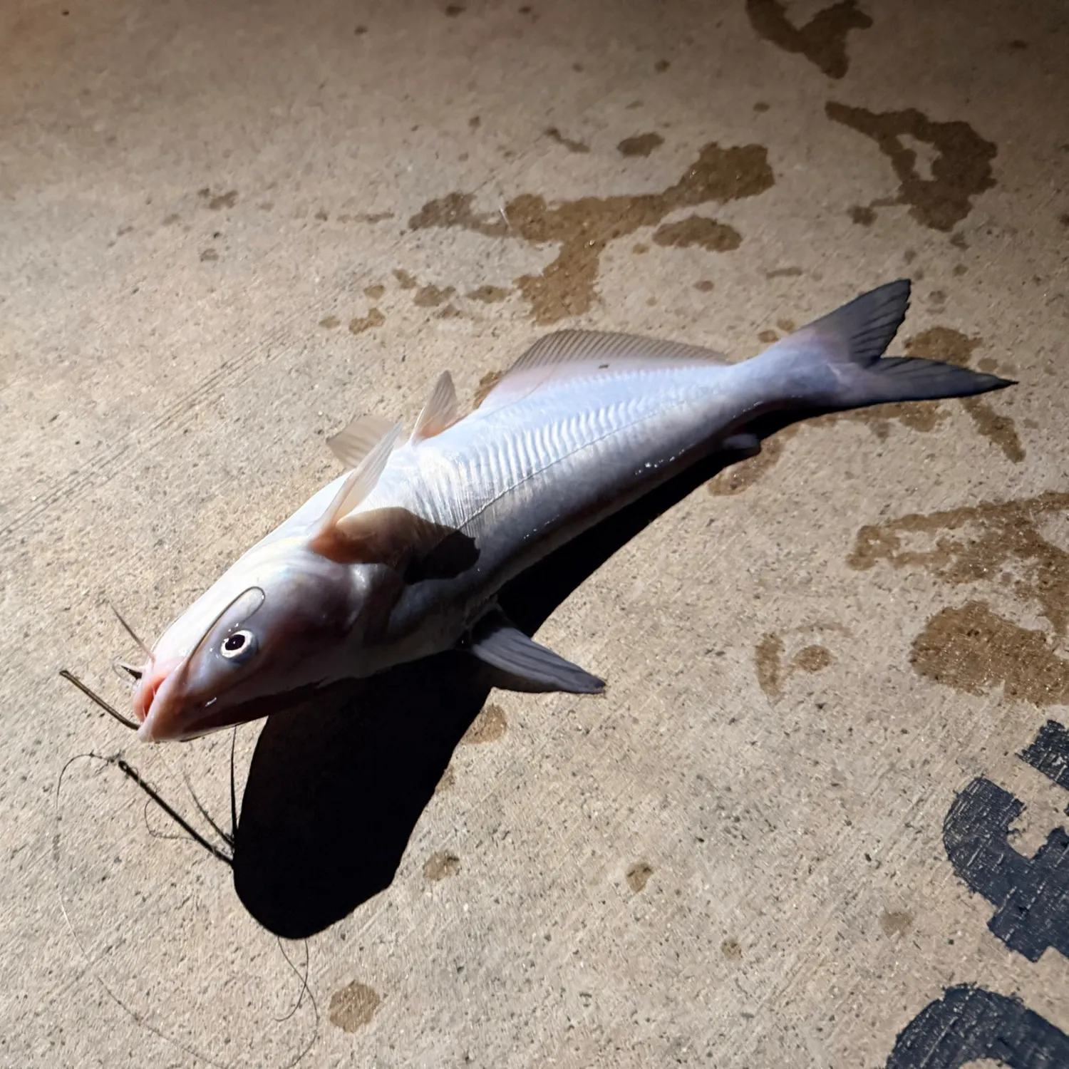 Blue catfish caught on Fishbrain