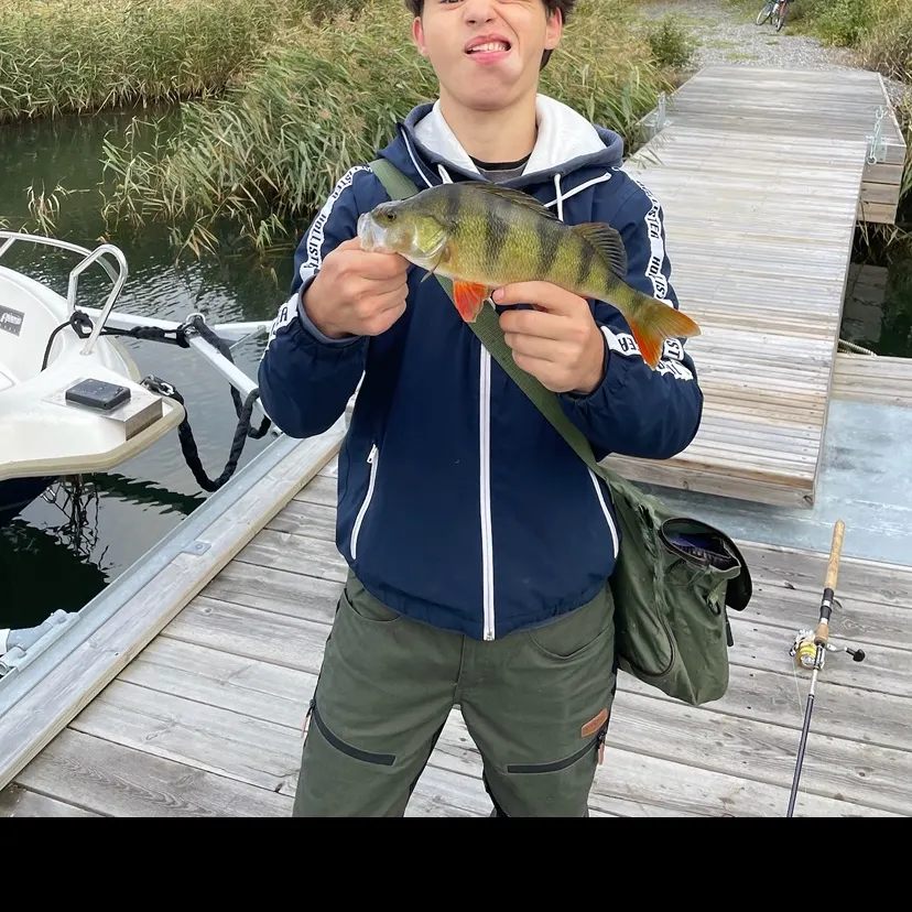 European perch caught on Fishbrain