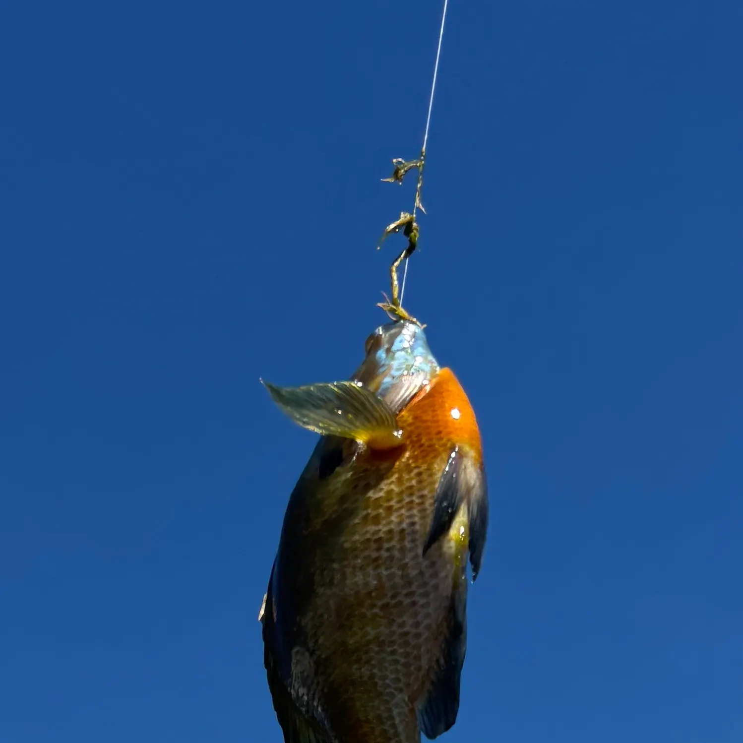 Bluegill caught on Fishbrain