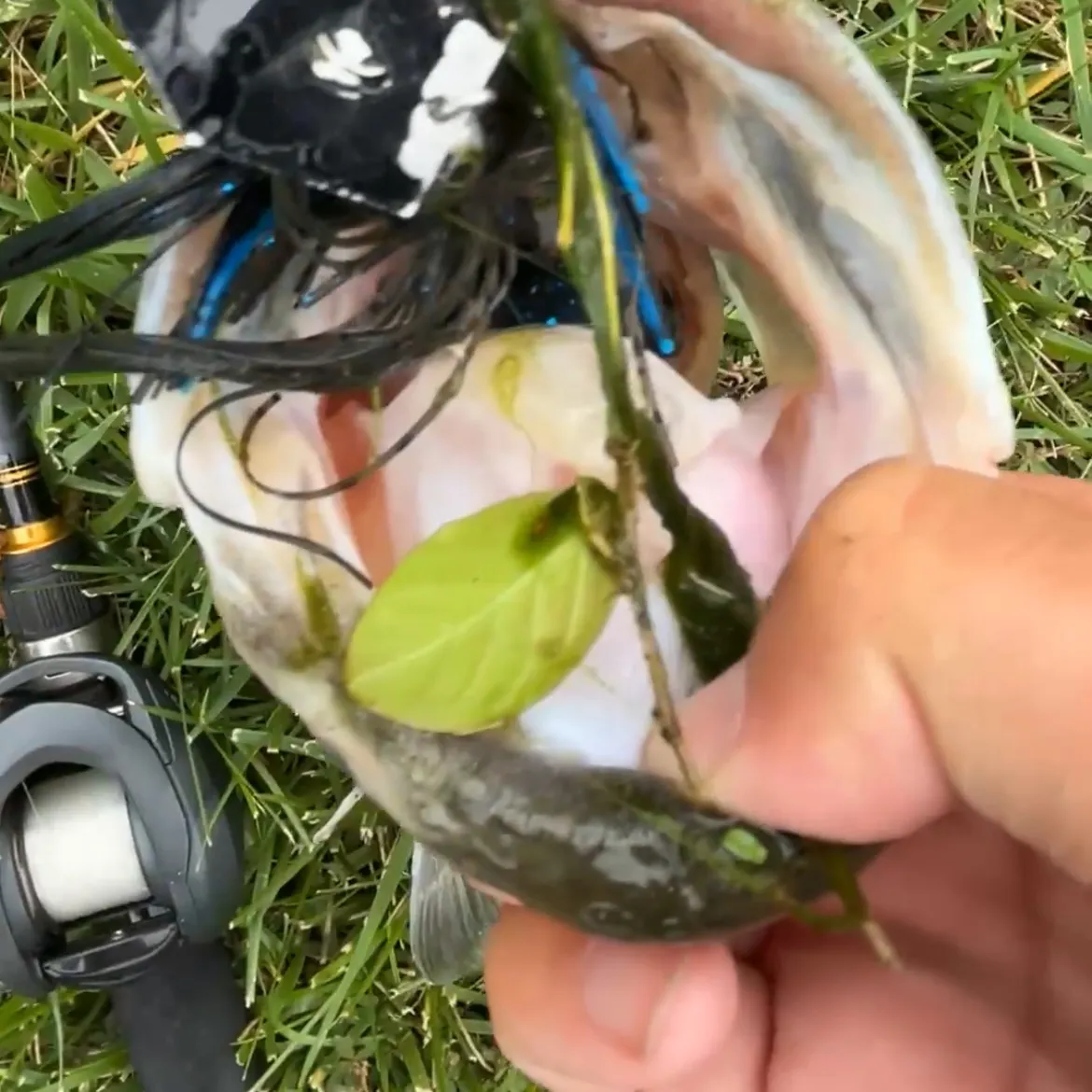 The most recent Largemouth bass catches on Fishbrain