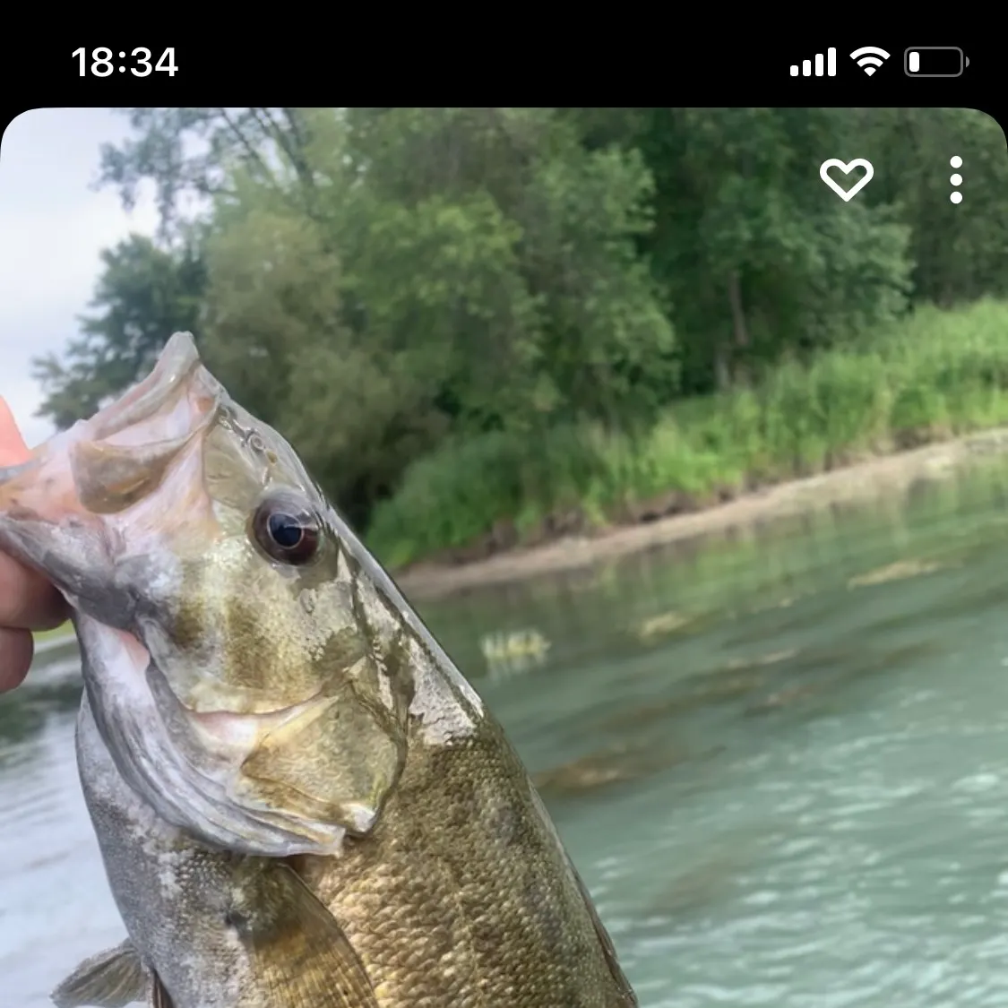 recently logged catches