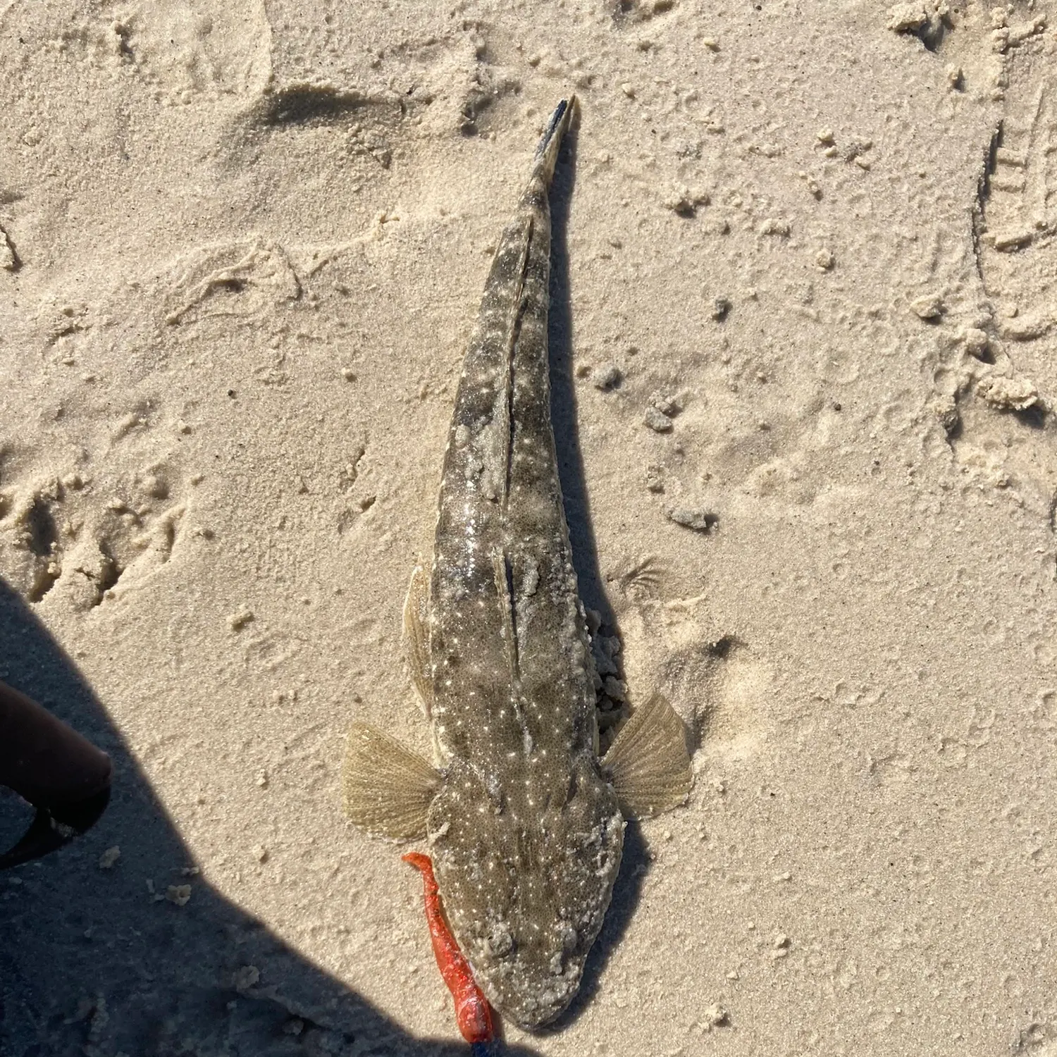 Dusky flathead caught on Fishbrain