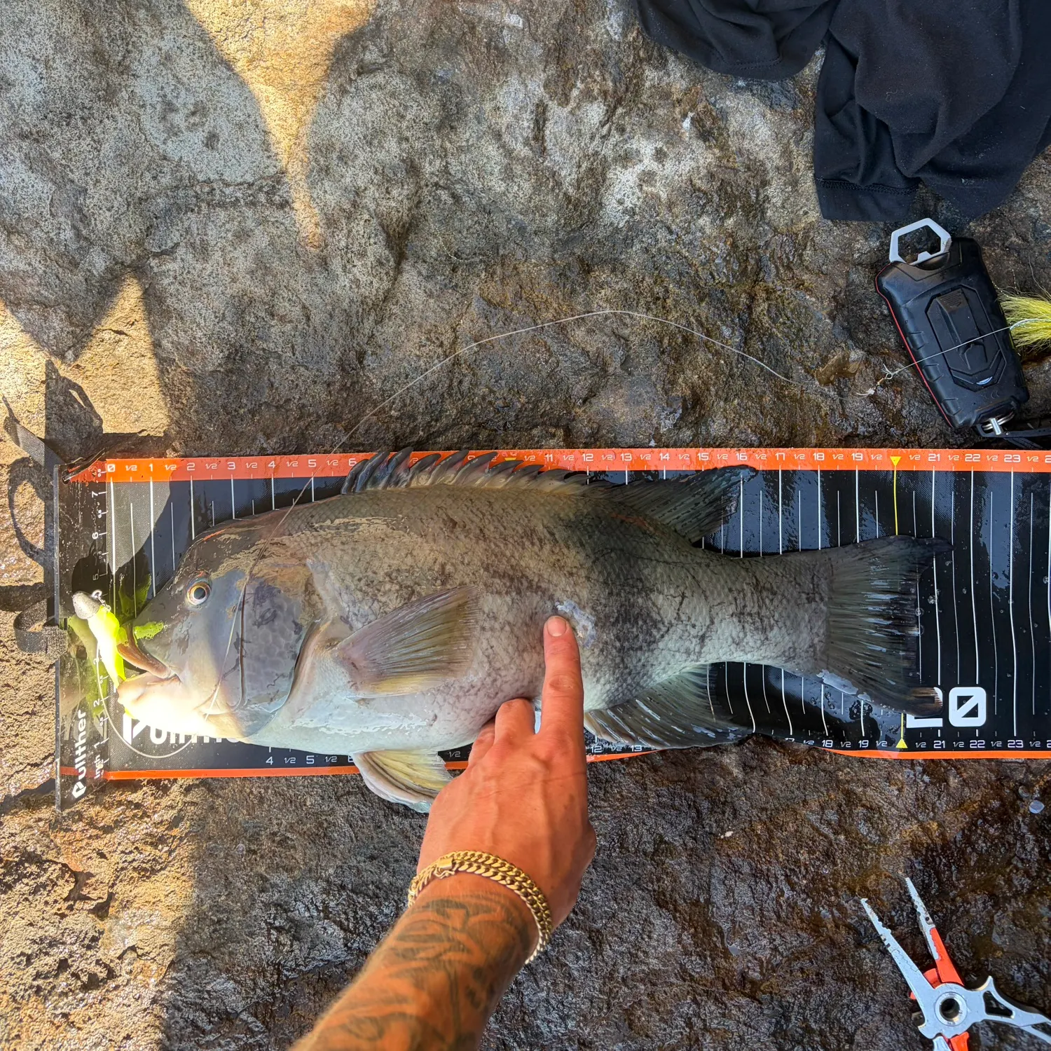 California sheephead caught on Fishbrain