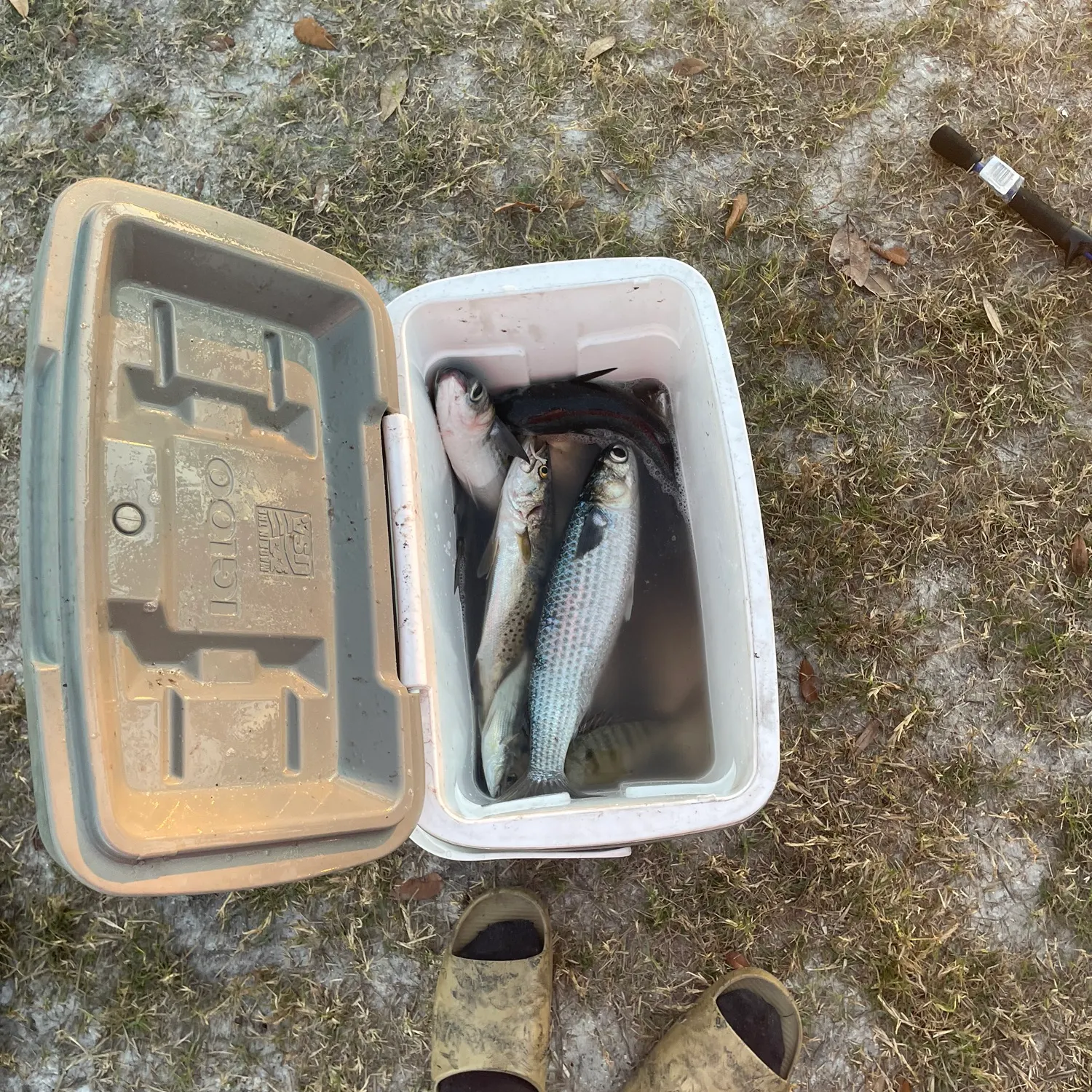 The most recent Striped mullet catches on Fishbrain