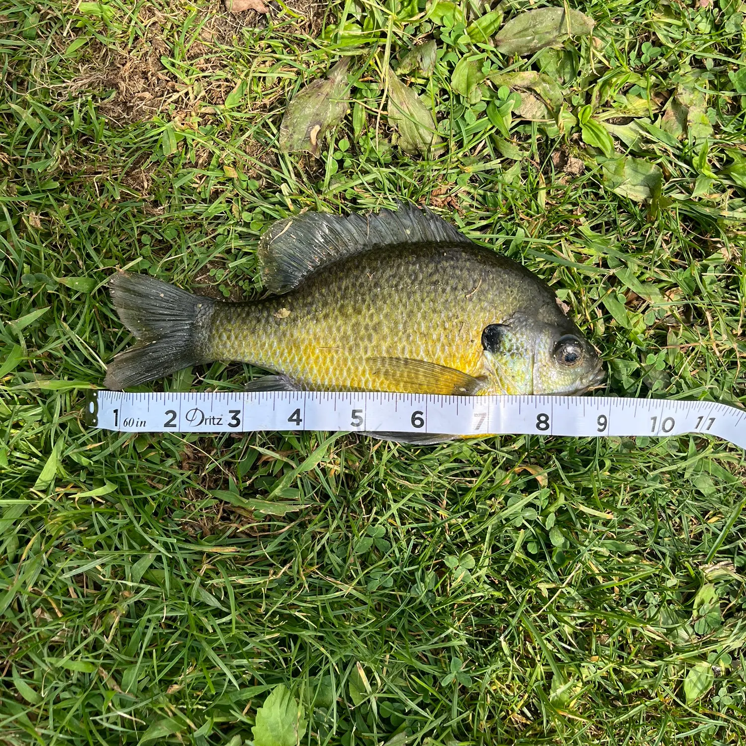 Bluegill caught on Fishbrain