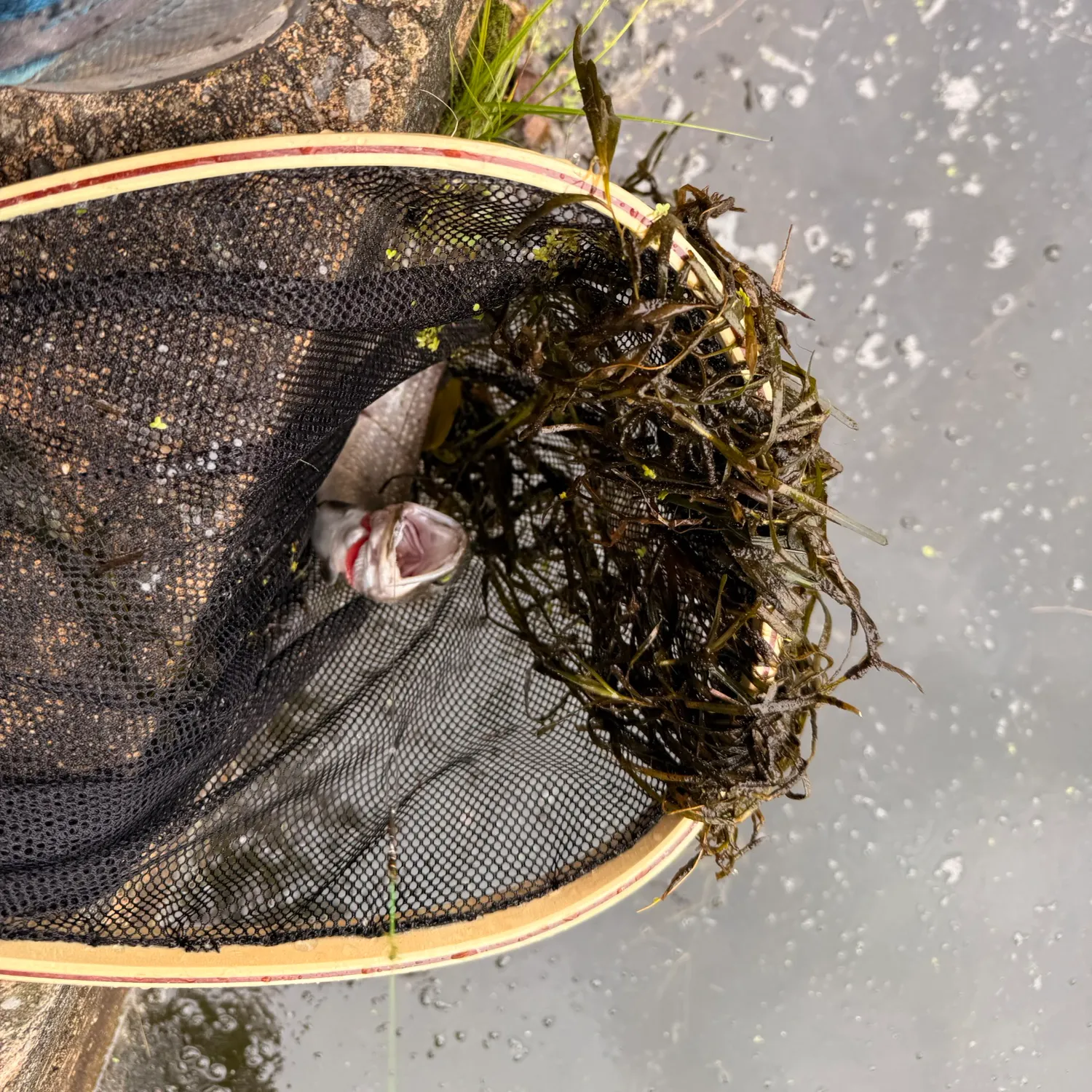 Brook trout caught on Fishbrain