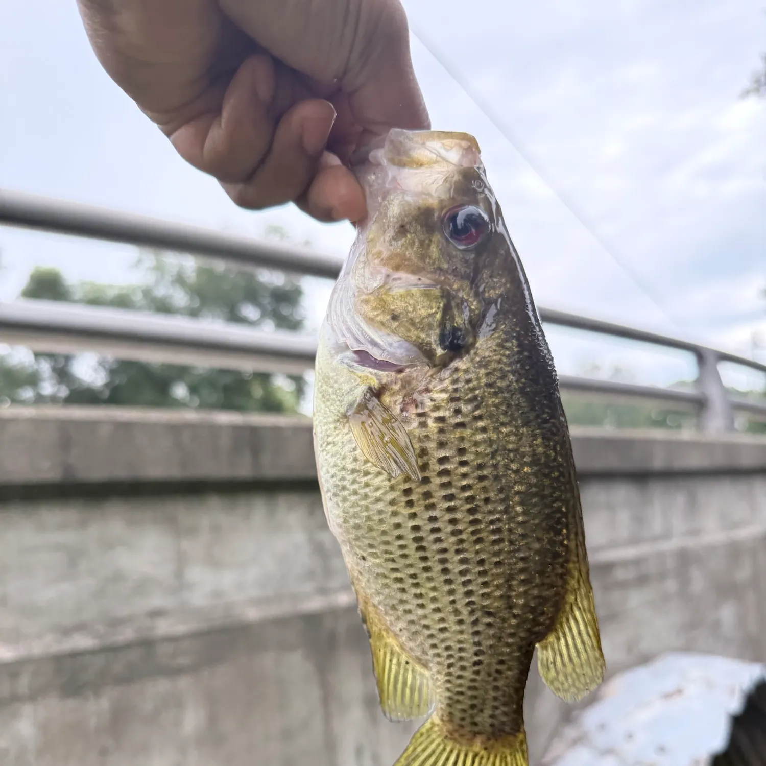 Rock bass caught on Fishbrain