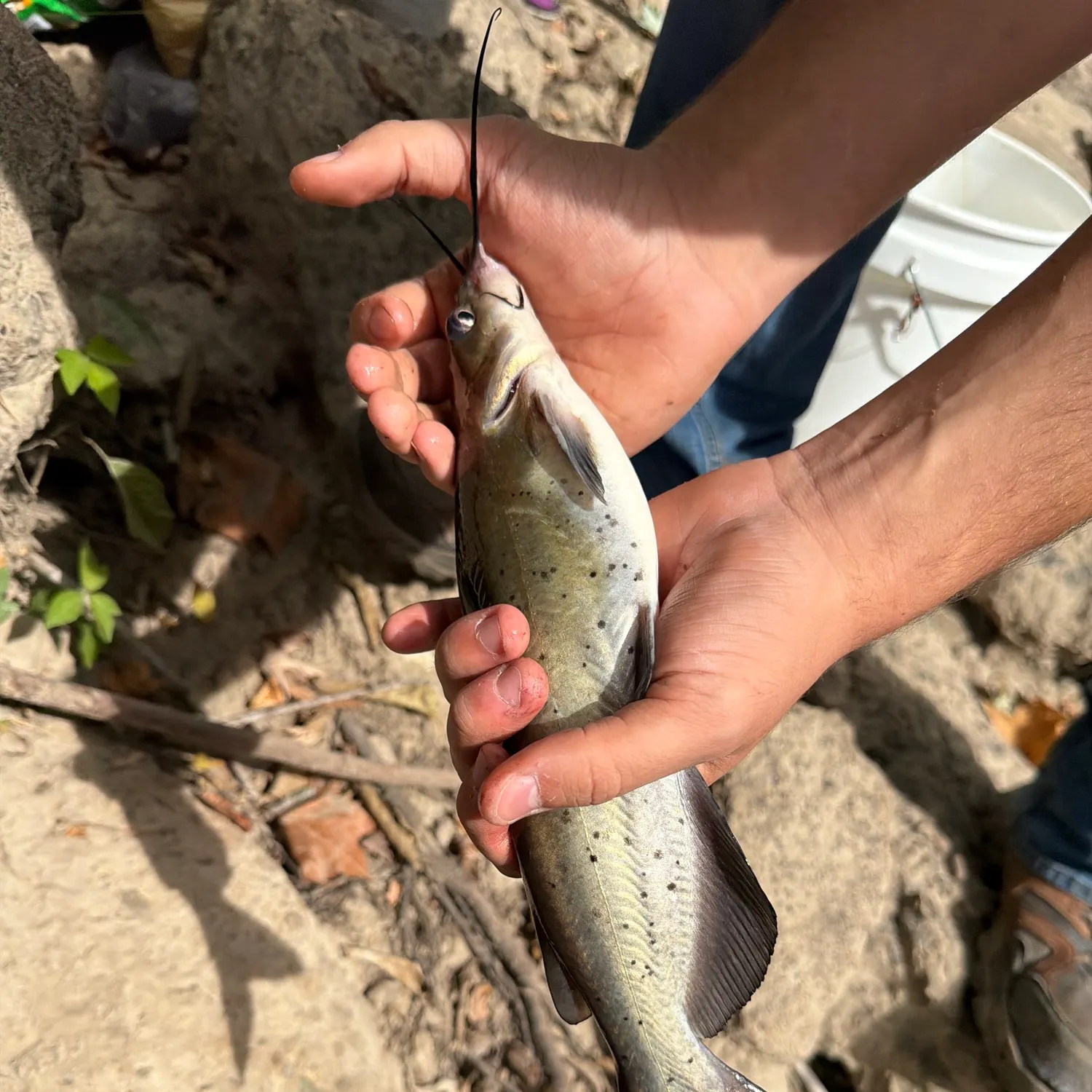 Channel catfish caught on Fishbrain