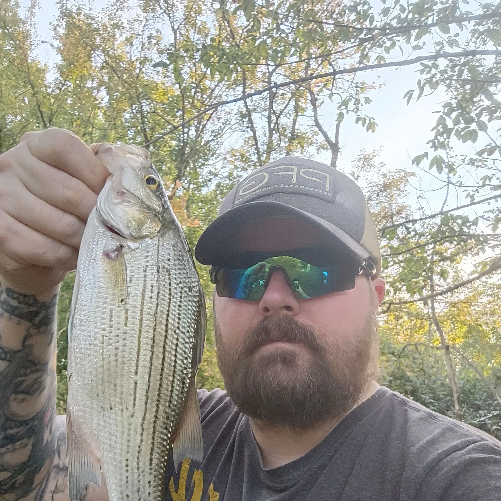 White bass caught on Fishbrain