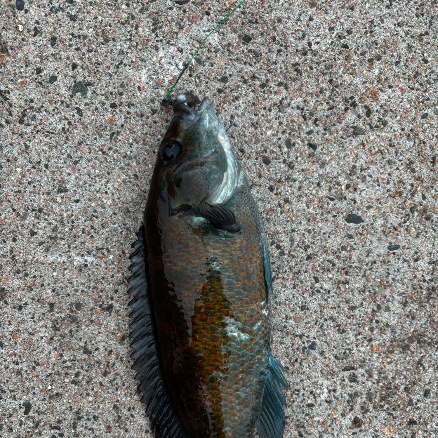 The most recent Cunner catches on Fishbrain