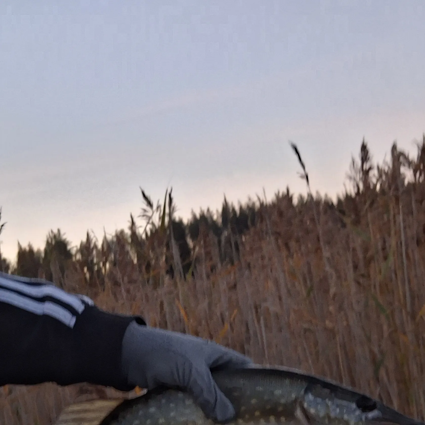 Northern pike caught on Fishbrain