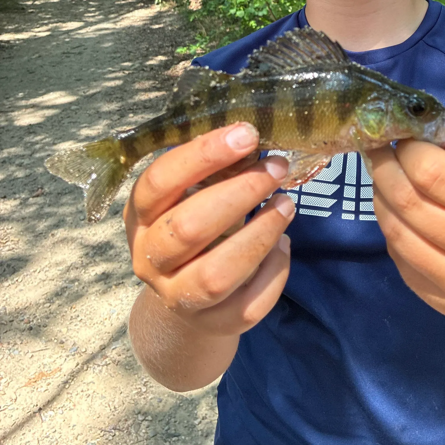 Yellow perch caught on Fishbrain