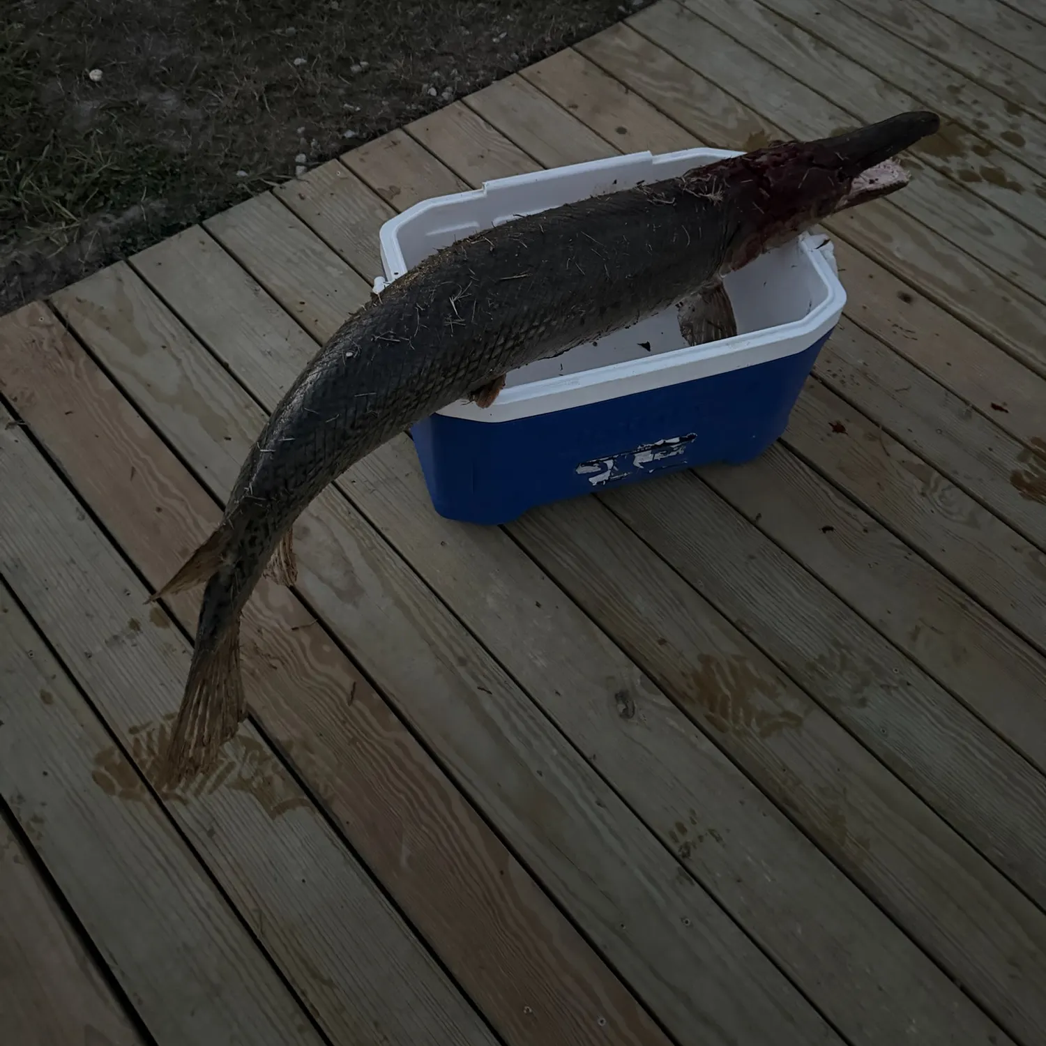 Alligator gar caught on Fishbrain