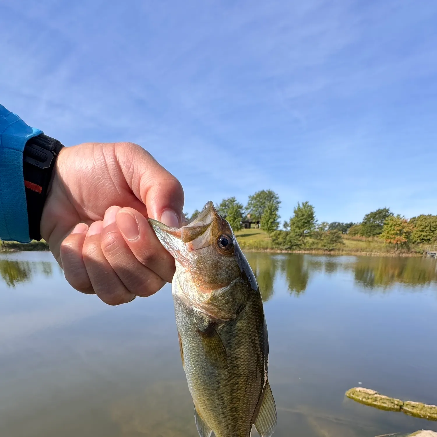 The most recent Black crappie catches on Fishbrain