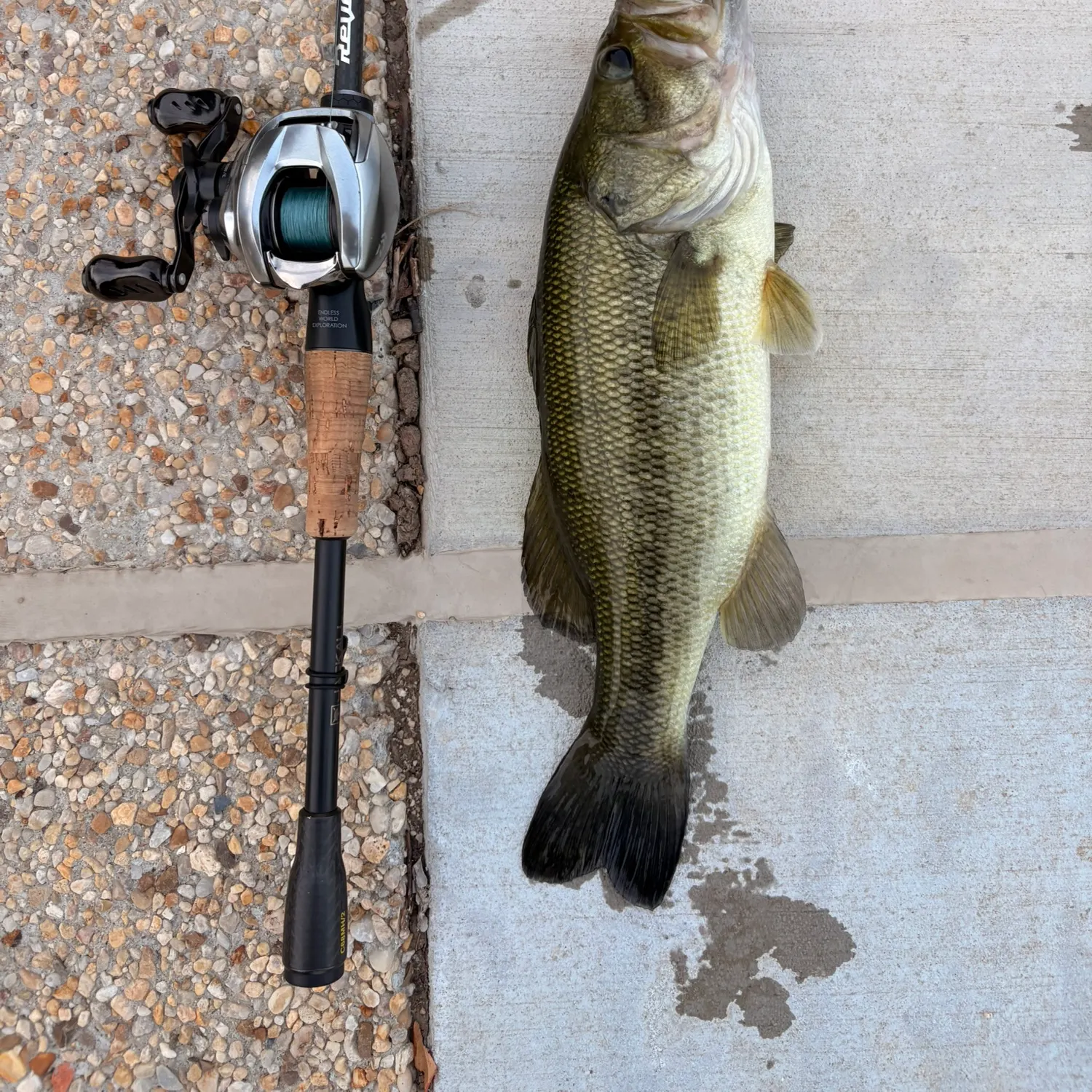 Largemouth bass caught on Fishbrain