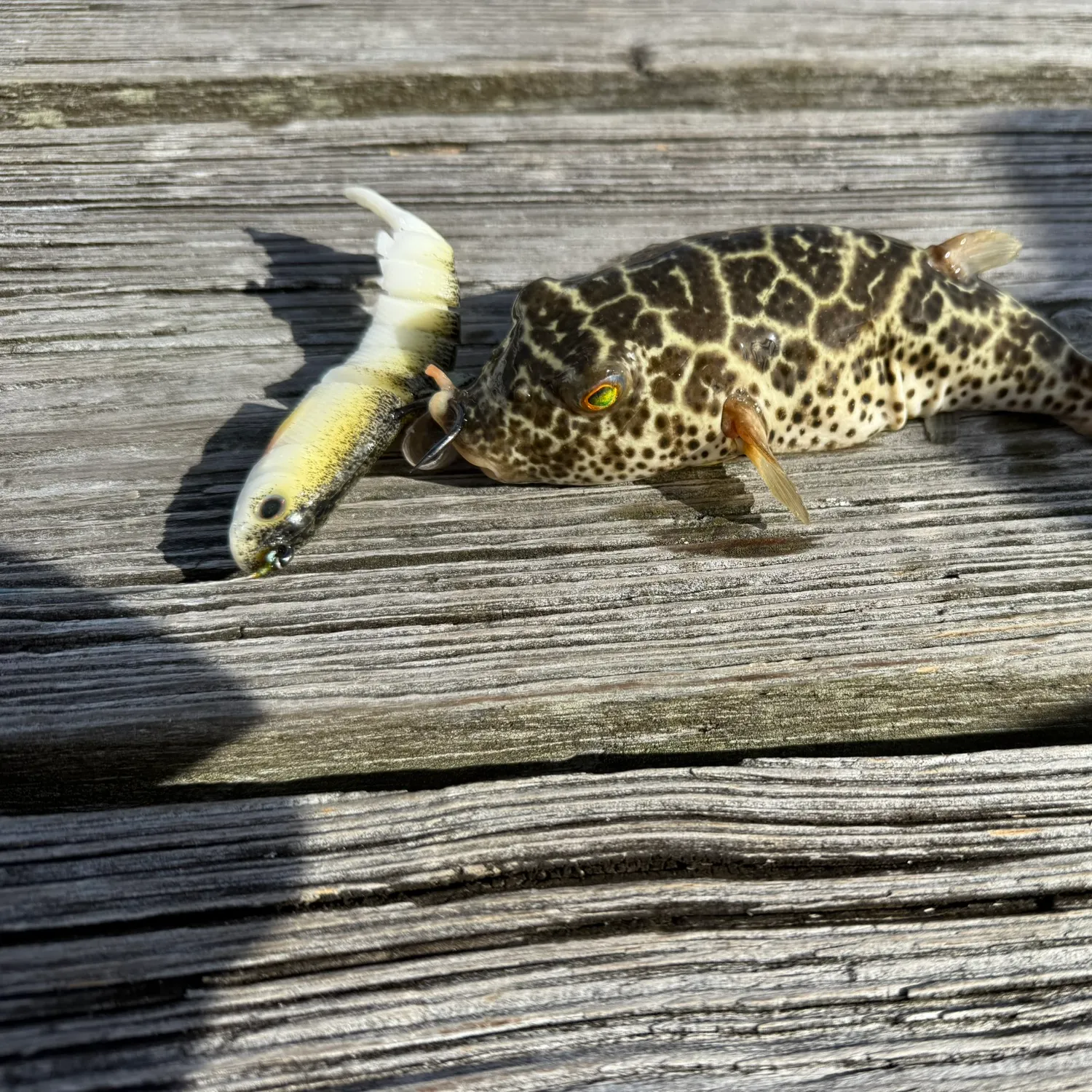 The most recent Panther puffer catches on Fishbrain