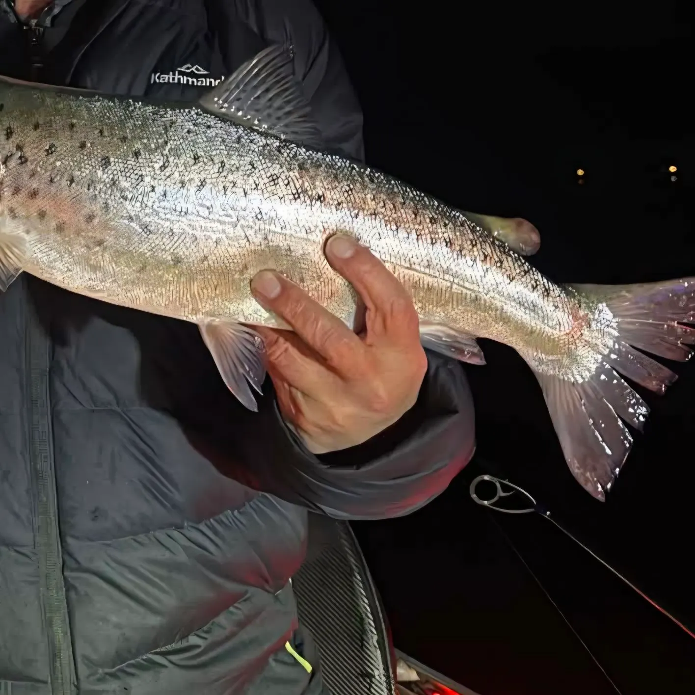Brown trout caught on Fishbrain