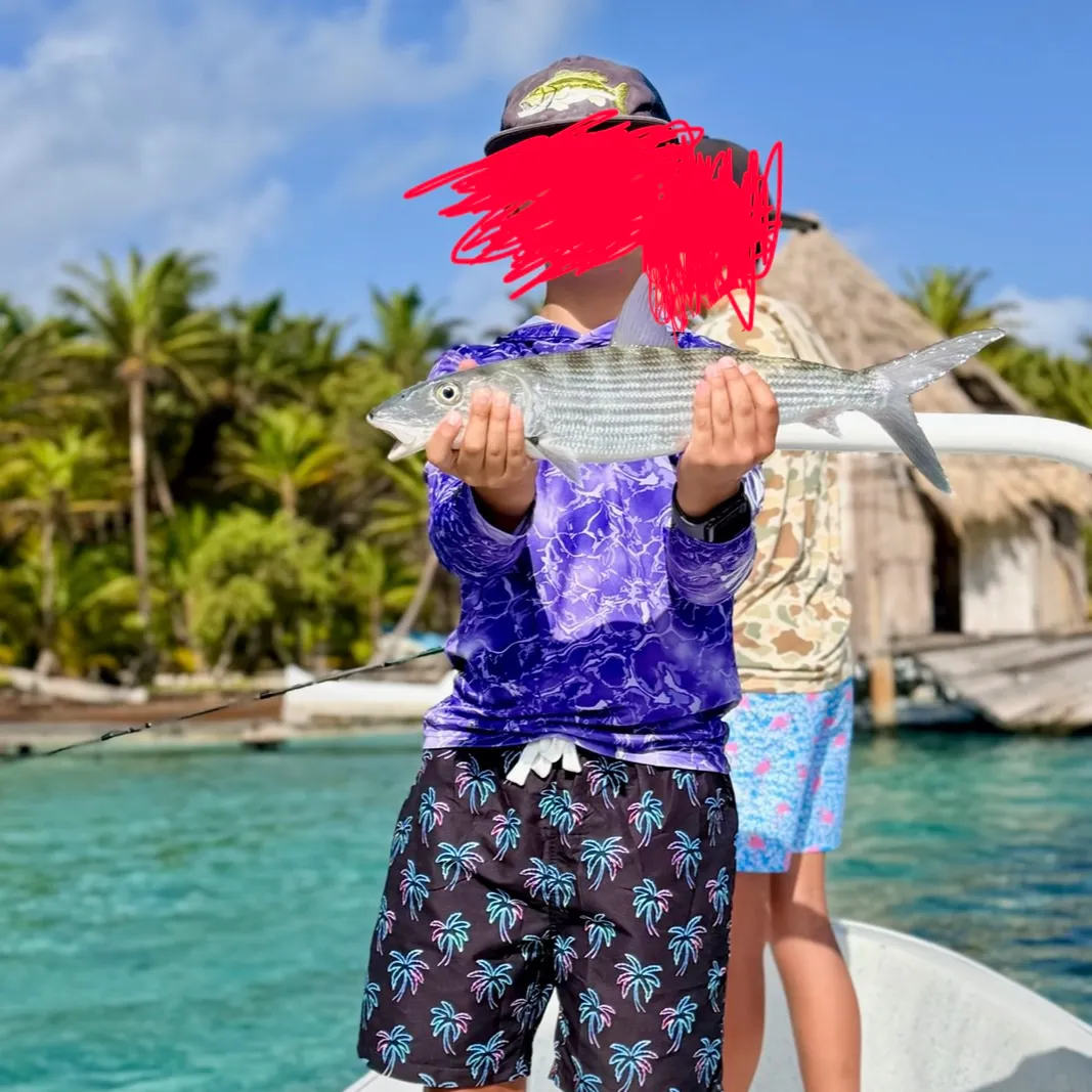 The most recent West Atlantic bonefish catches on Fishbrain