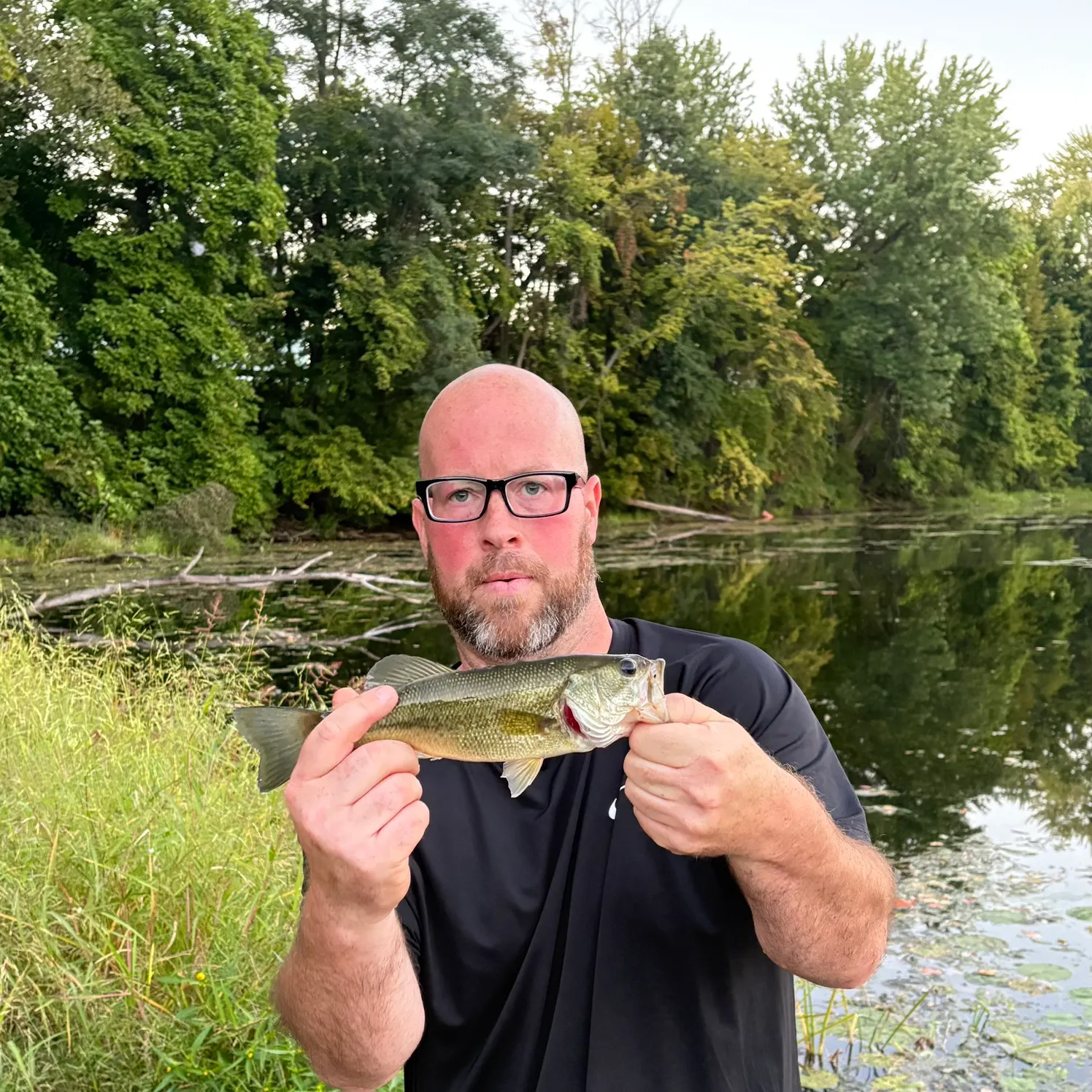 Largemouth bass caught on Fishbrain