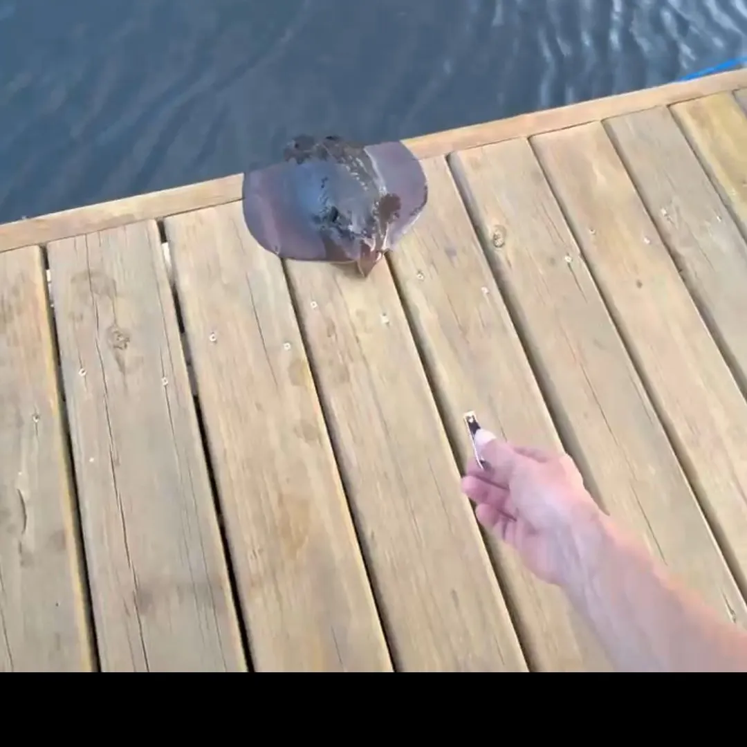 The most recent Common stingray catches on Fishbrain