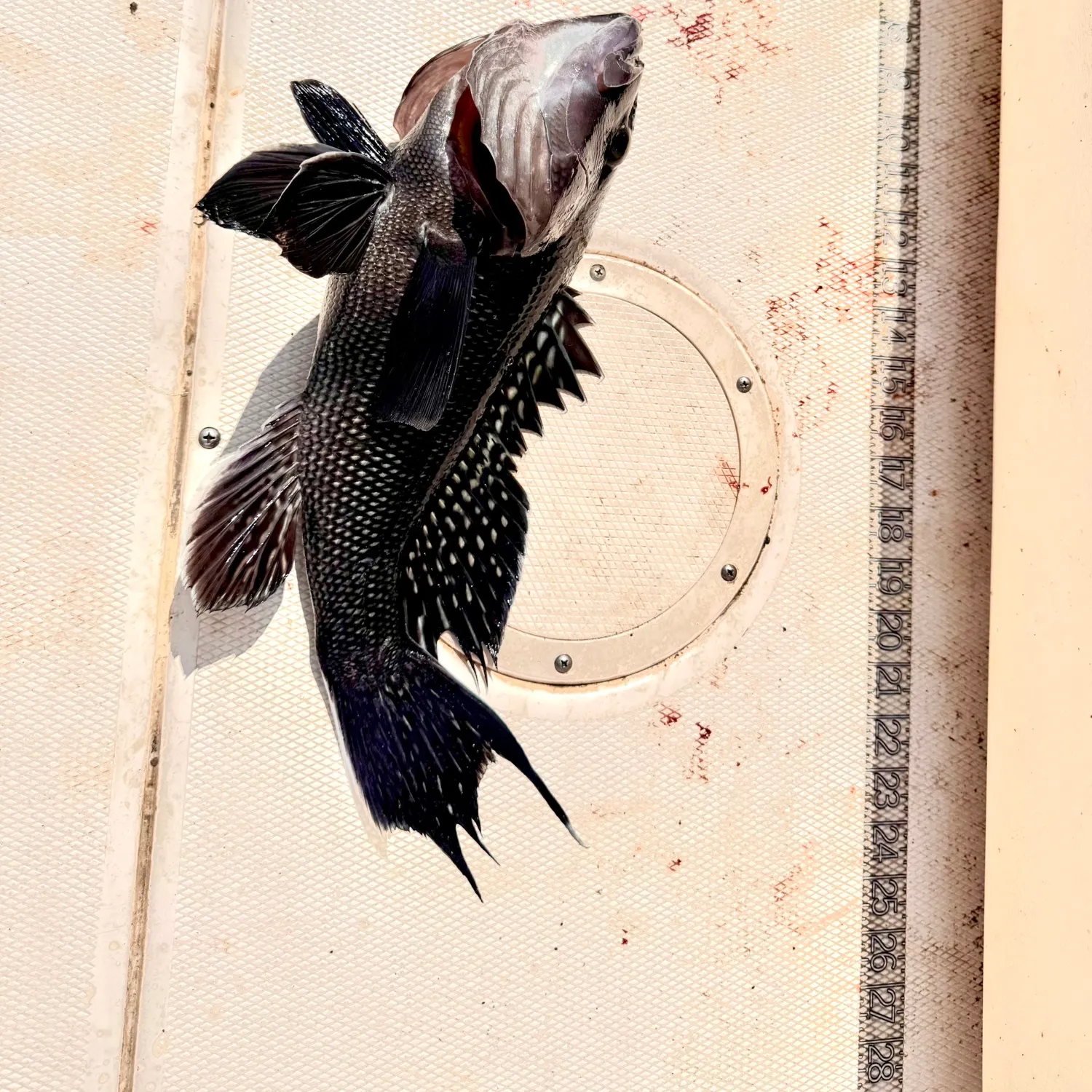catch