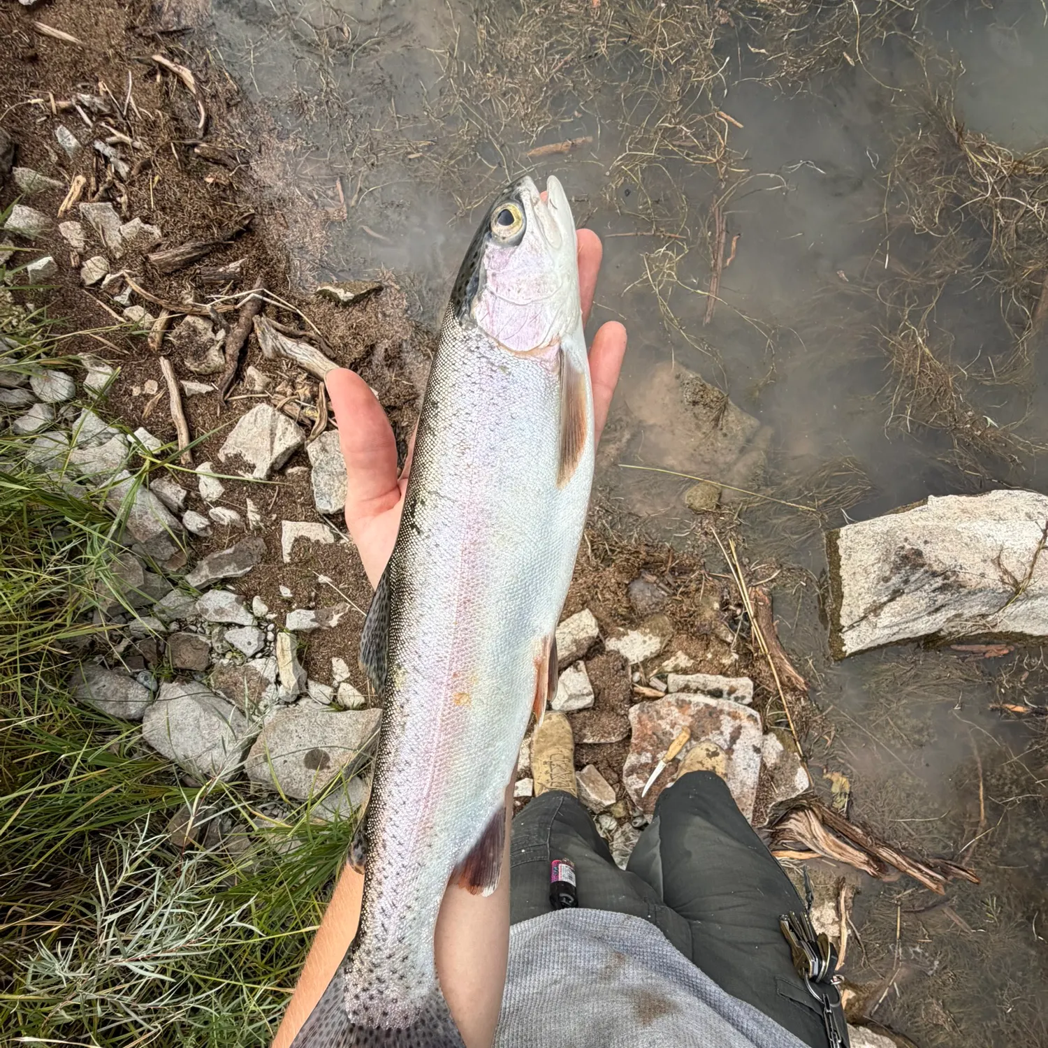 Rainbow trout caught on Fishbrain