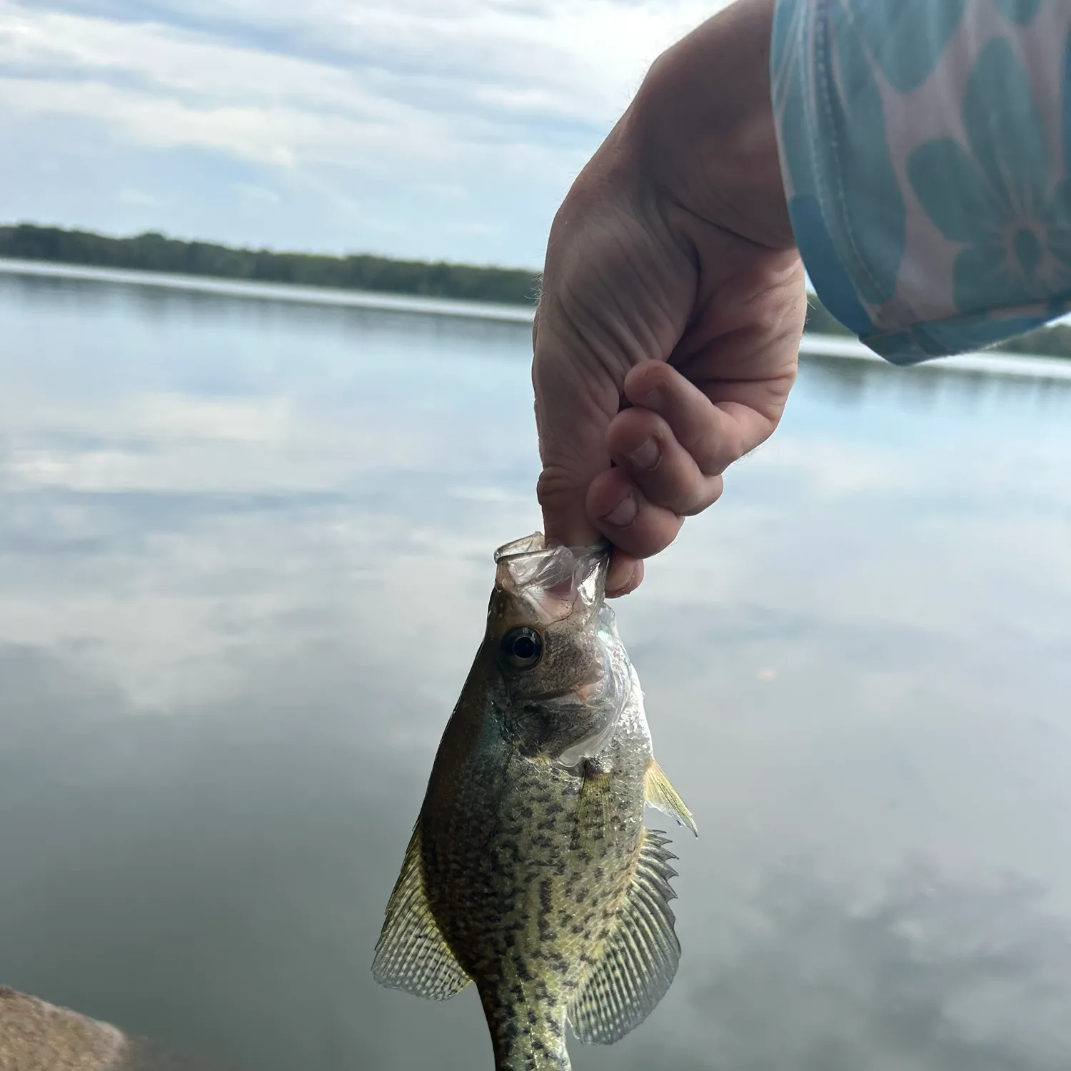 Black crappie caught on Fishbrain
