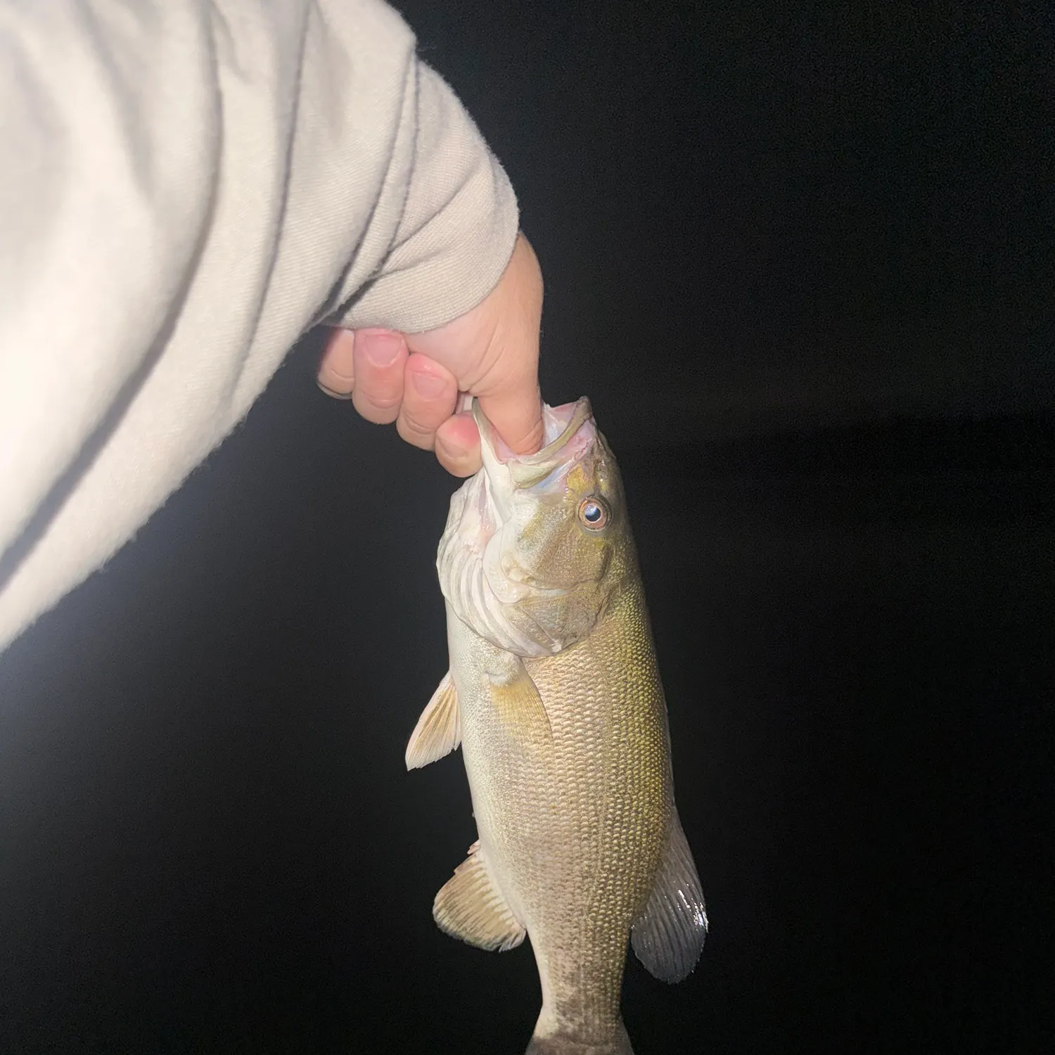 Smallmouth bass caught on Fishbrain
