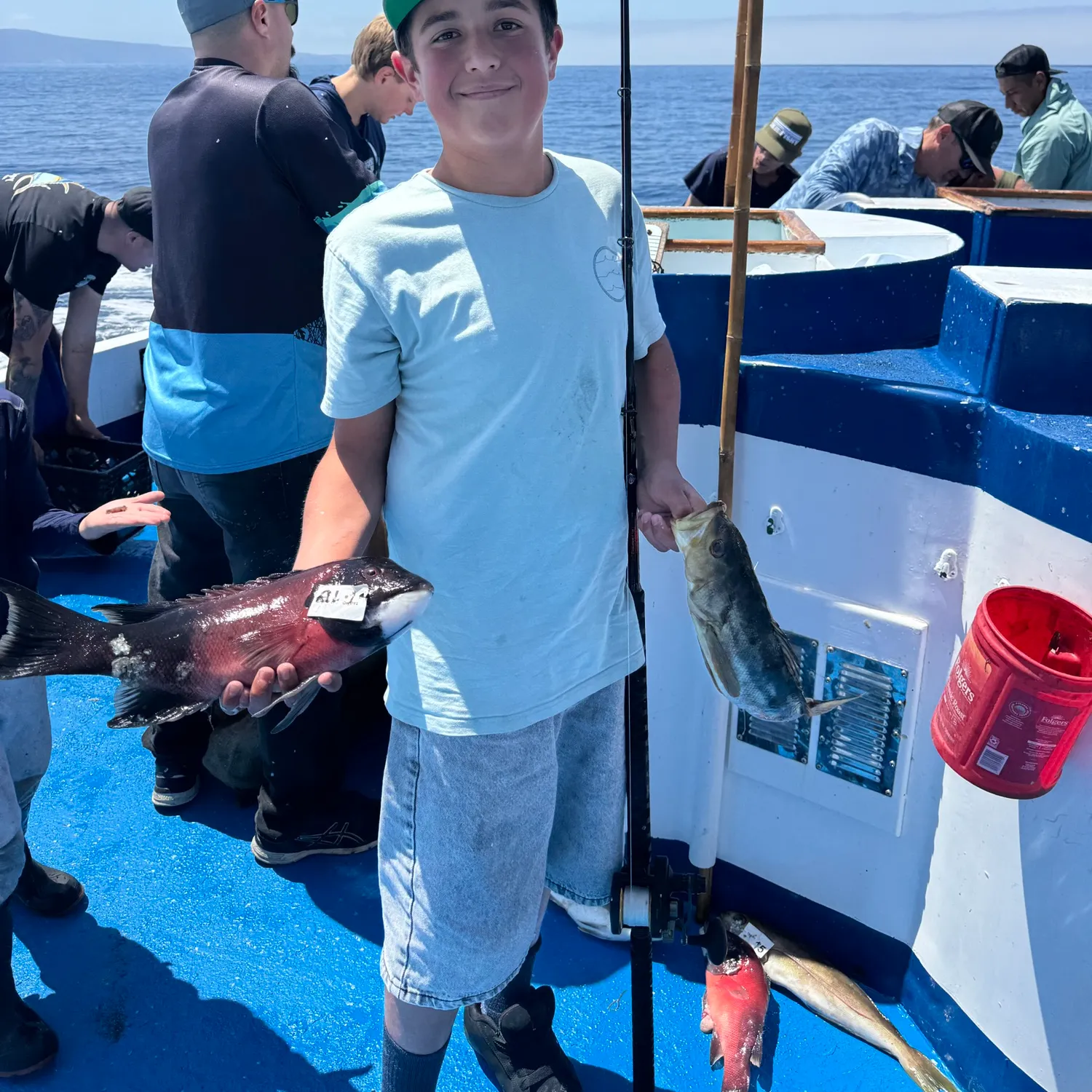 The most recent California sheephead catches on Fishbrain